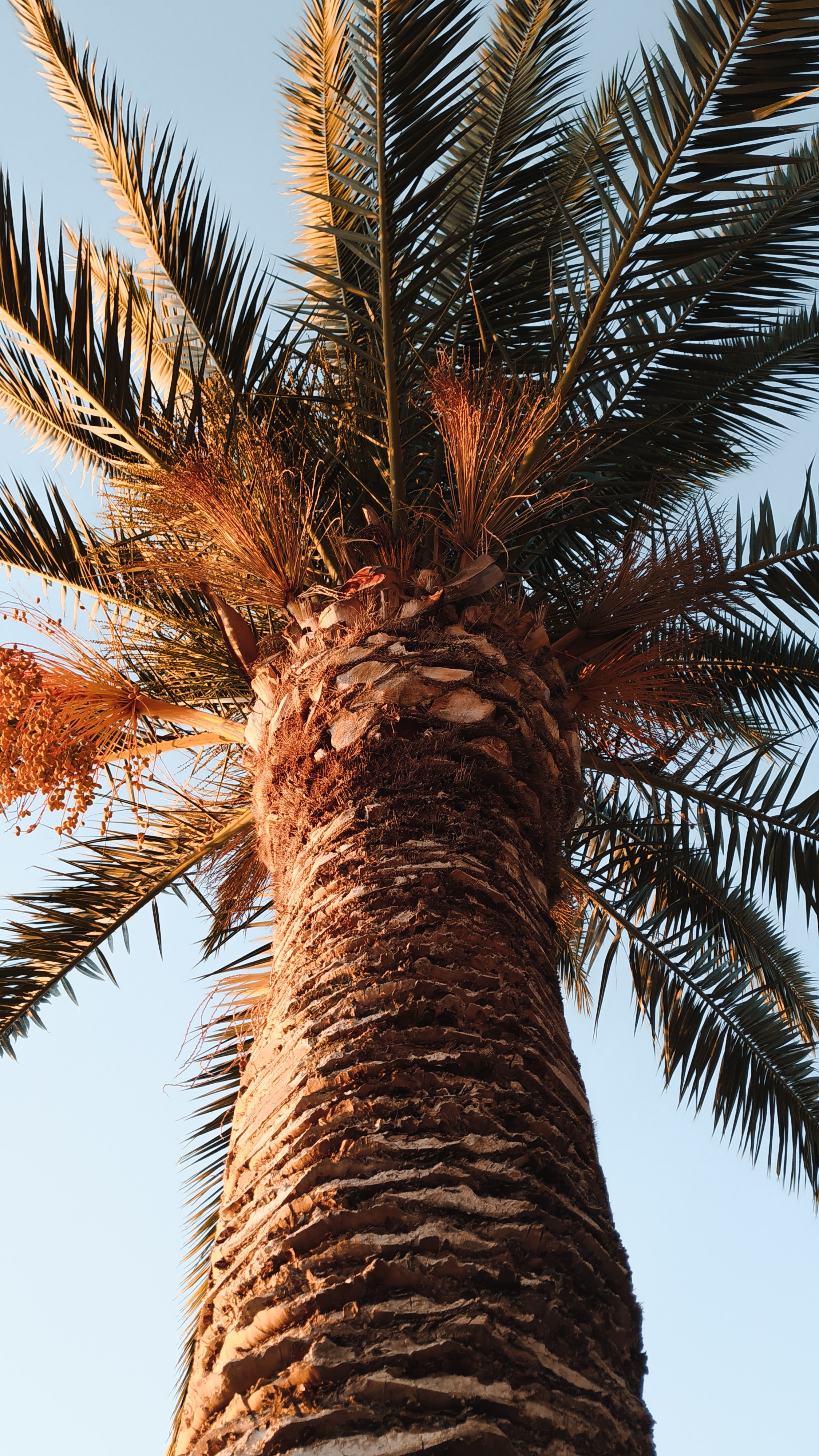 palm, nature, leaves, wood, tree, crown, krone, branches