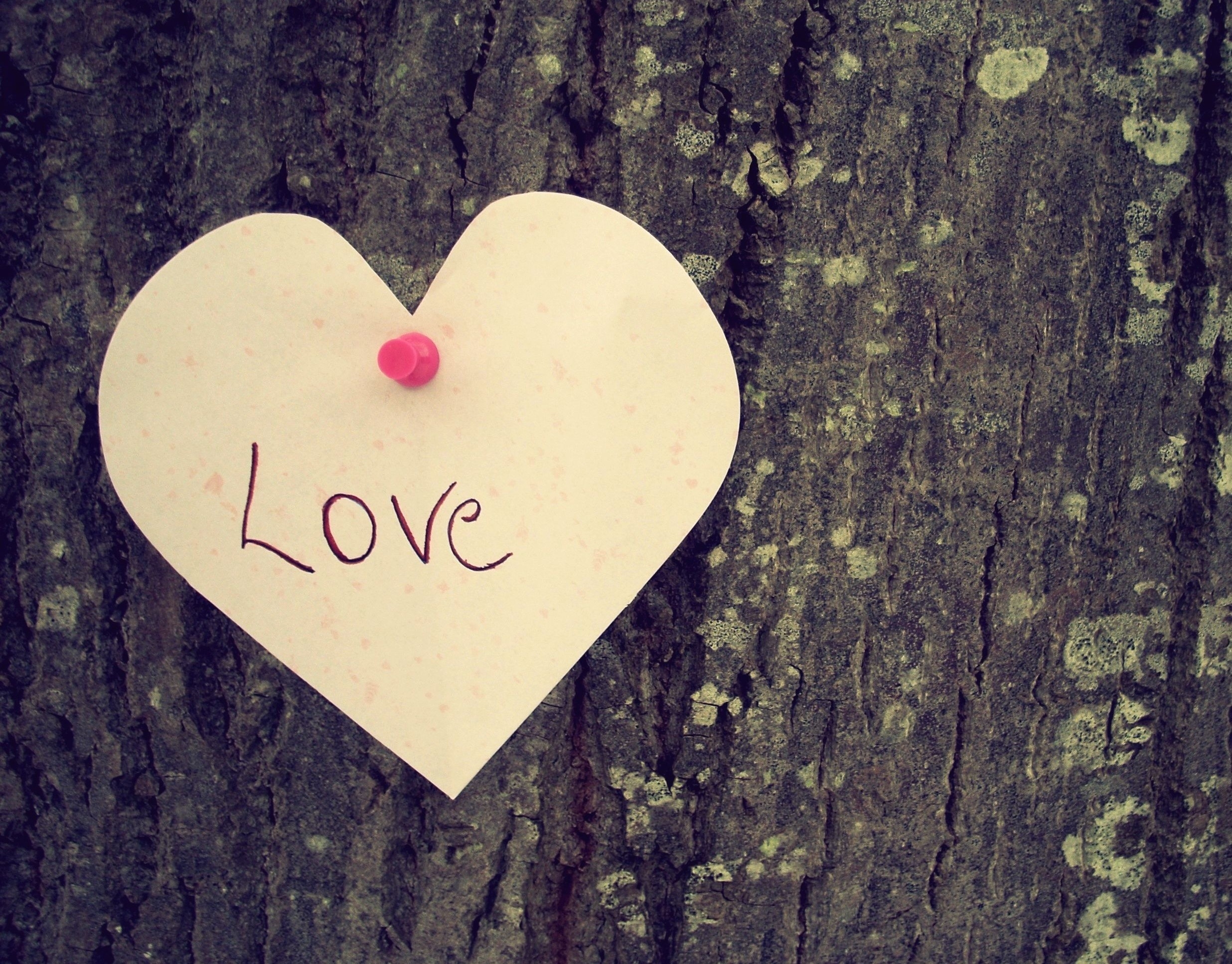 57662 baixar papel de parede amor, madeira, árvore, um coração, coração, sentimentos - protetores de tela e imagens gratuitamente