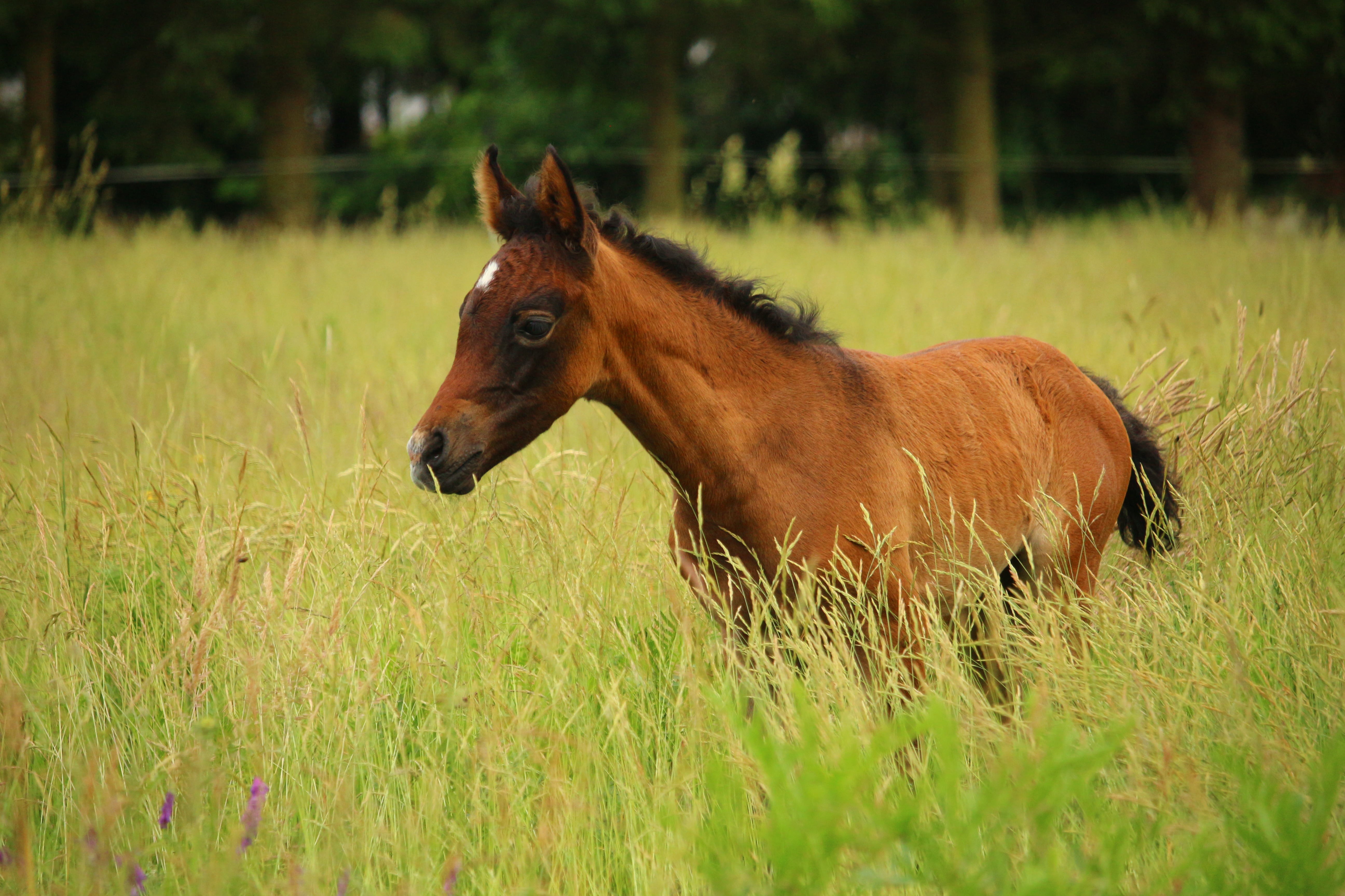 Download mobile wallpaper Foal, Pasture, Animals, Meadow, Horse for free.