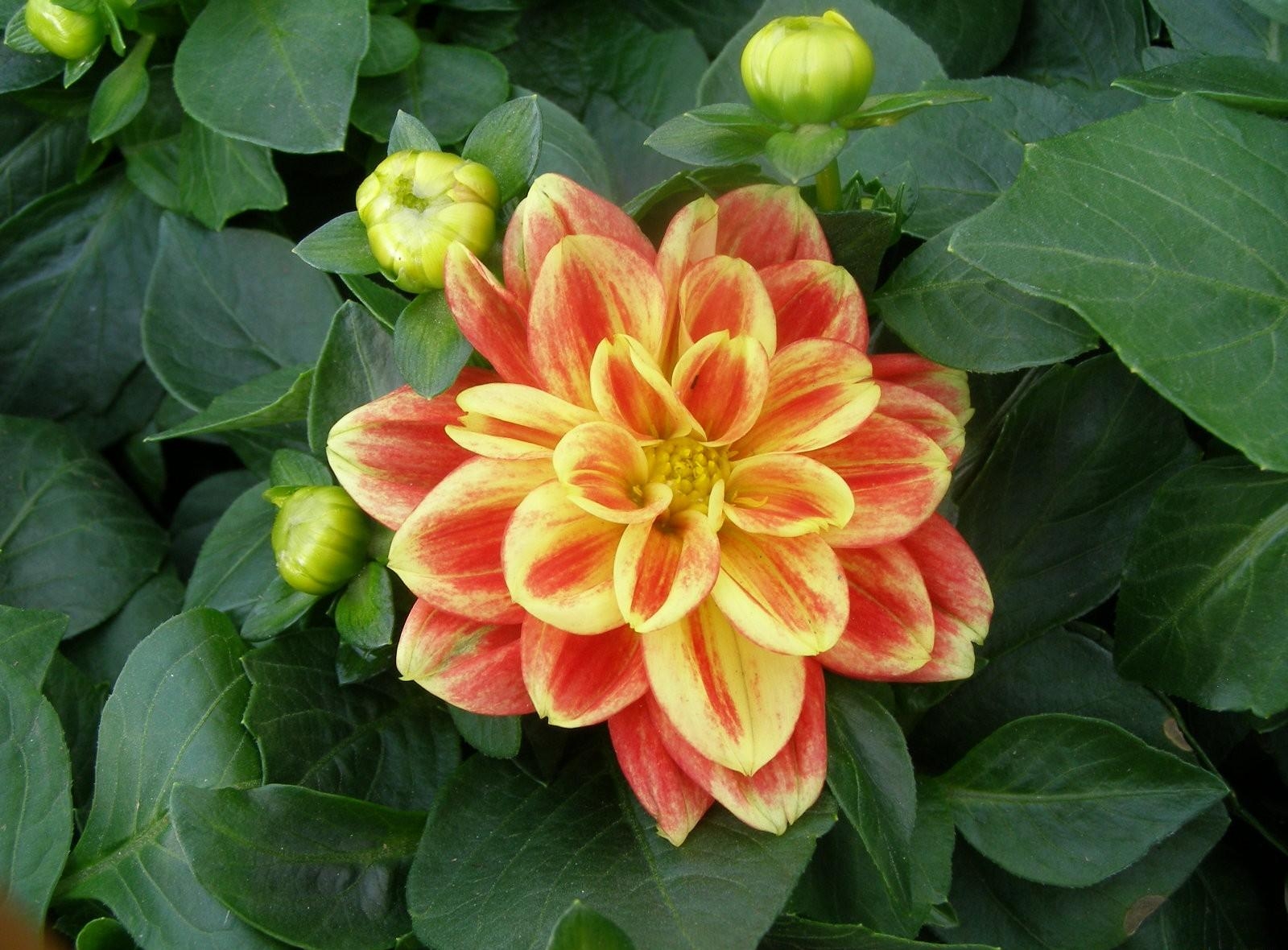 Free download wallpaper Flowers, Flower, Close Up, Leaf, Earth, Dahlia, Orange Flower on your PC desktop
