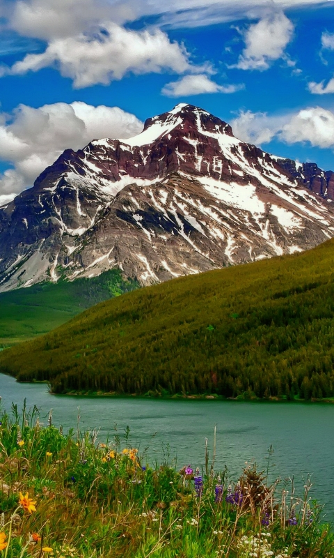 Descarga gratuita de fondo de pantalla para móvil de Paisaje, Montaña, Lago, Flor, Bosque, Nube, Margarita, Flor Amarilla, Tierra/naturaleza.