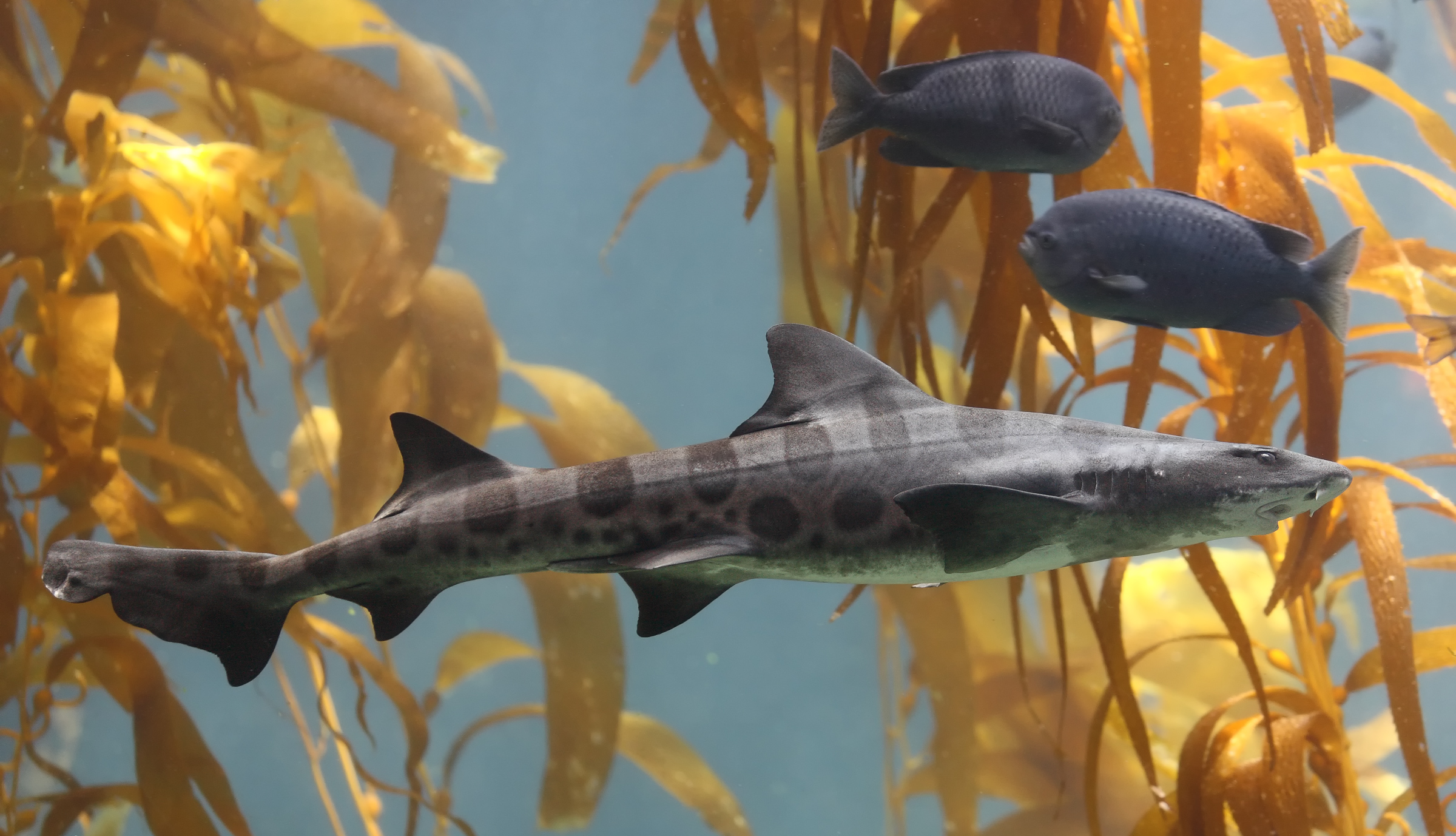 Die besten Leopardenhai-Hintergründe für den Telefonbildschirm