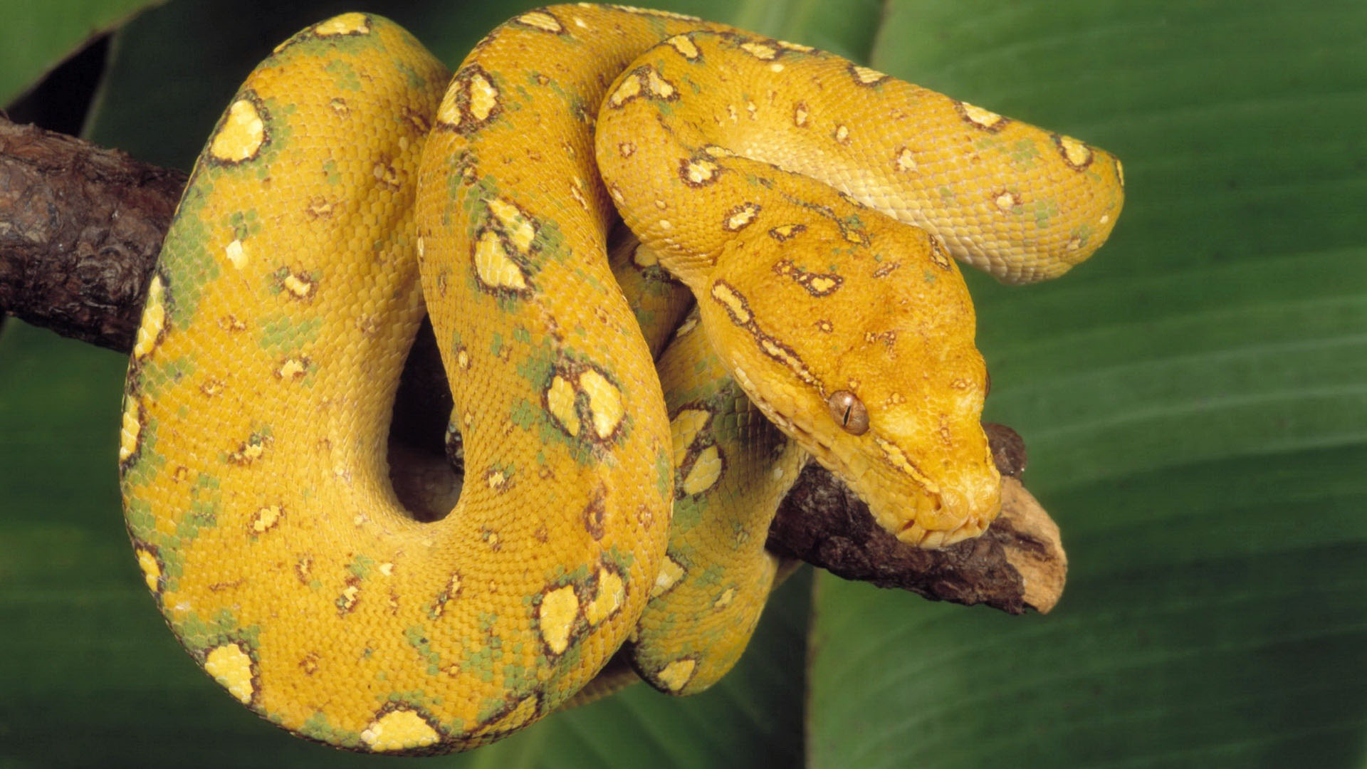 261173 завантажити шпалери тварина, python, рептилія, змія, жовтий, рептилії - заставки і картинки безкоштовно