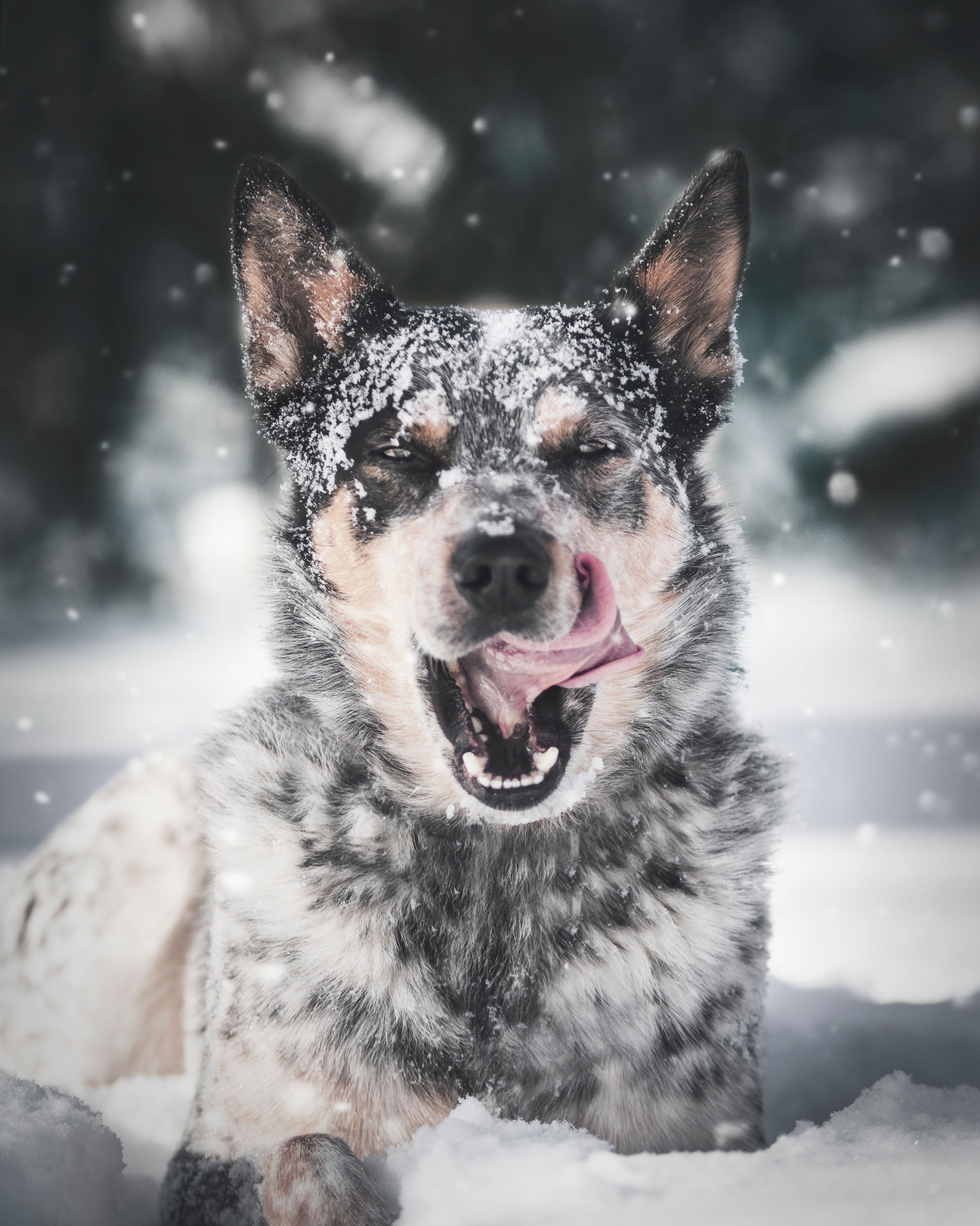 Handy-Wallpaper Hervorstehende Zunge, Zunge Herausgeklemmt, Schnee, Hund, Tiere kostenlos herunterladen.