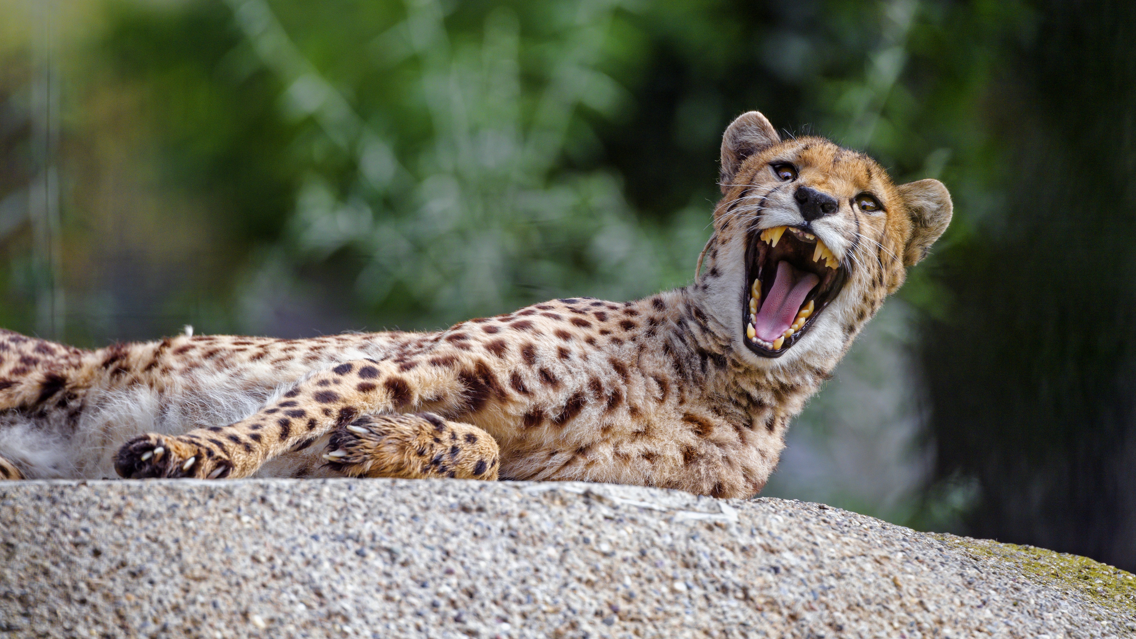 487622 baixar papel de parede animais, guepardo, boca, gatos - protetores de tela e imagens gratuitamente