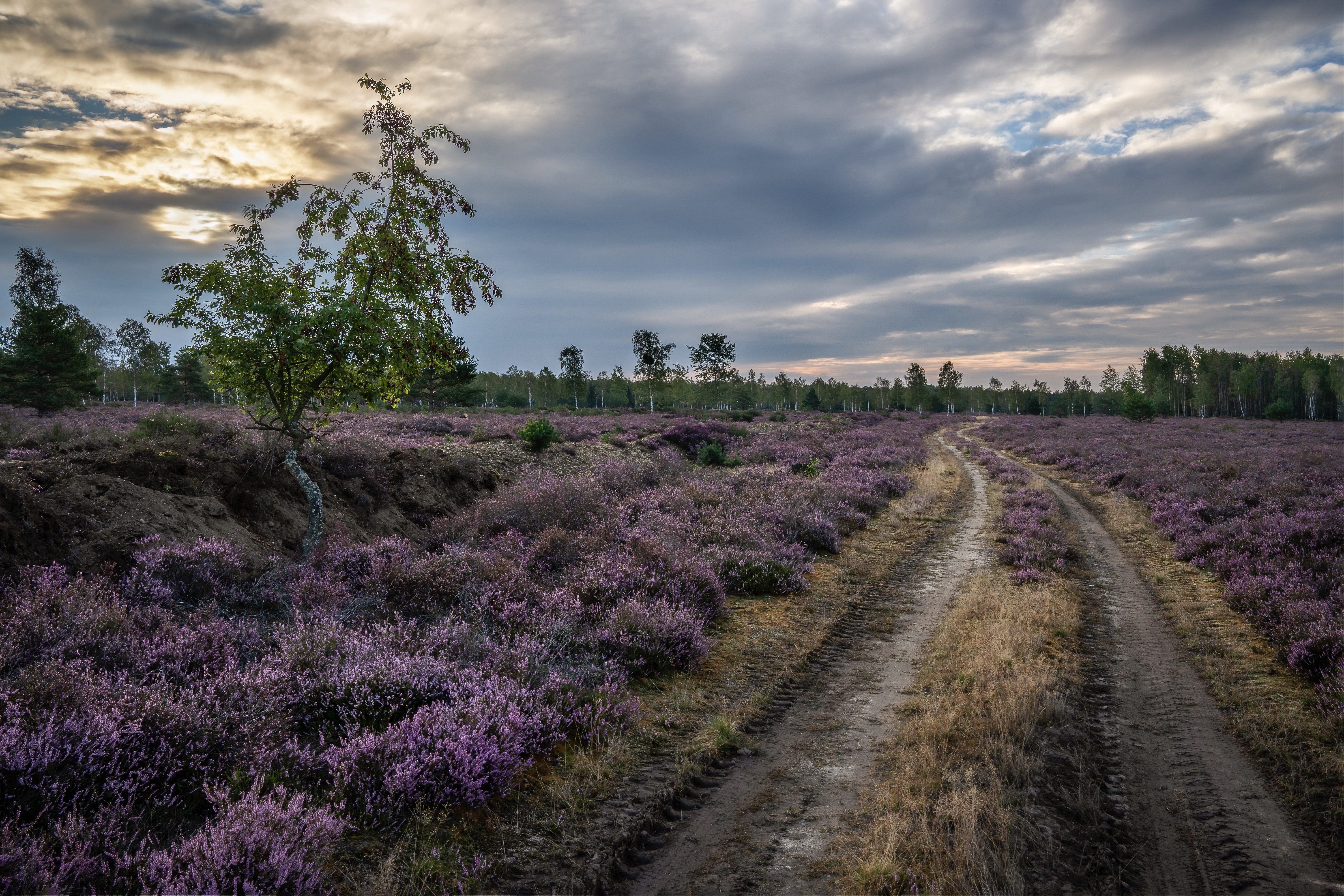 Free download wallpaper Nature, Heather, Road, Path, Meadow, Man Made on your PC desktop