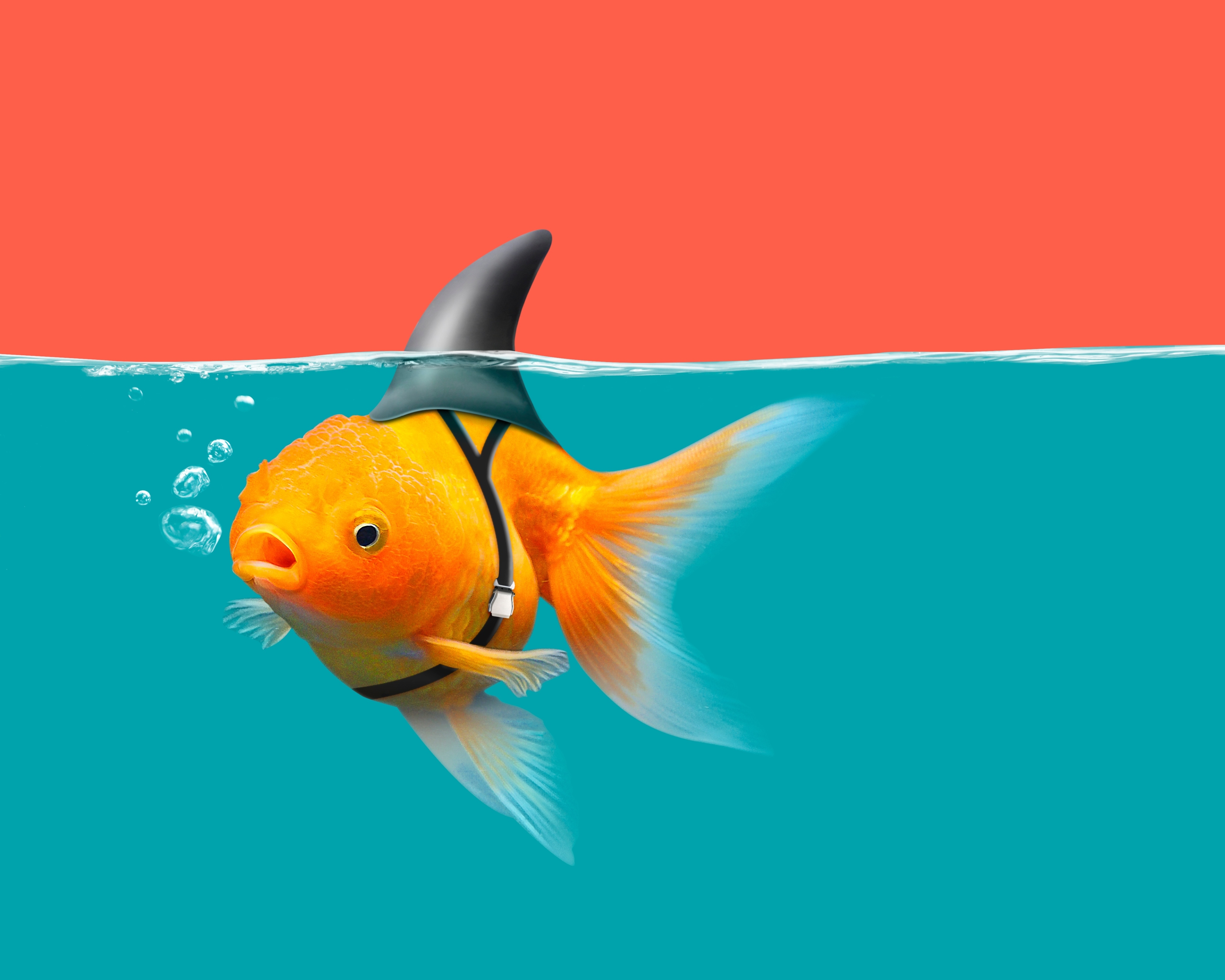 Download mobile wallpaper Fishes, Fish, Goldfish, Humor for free.