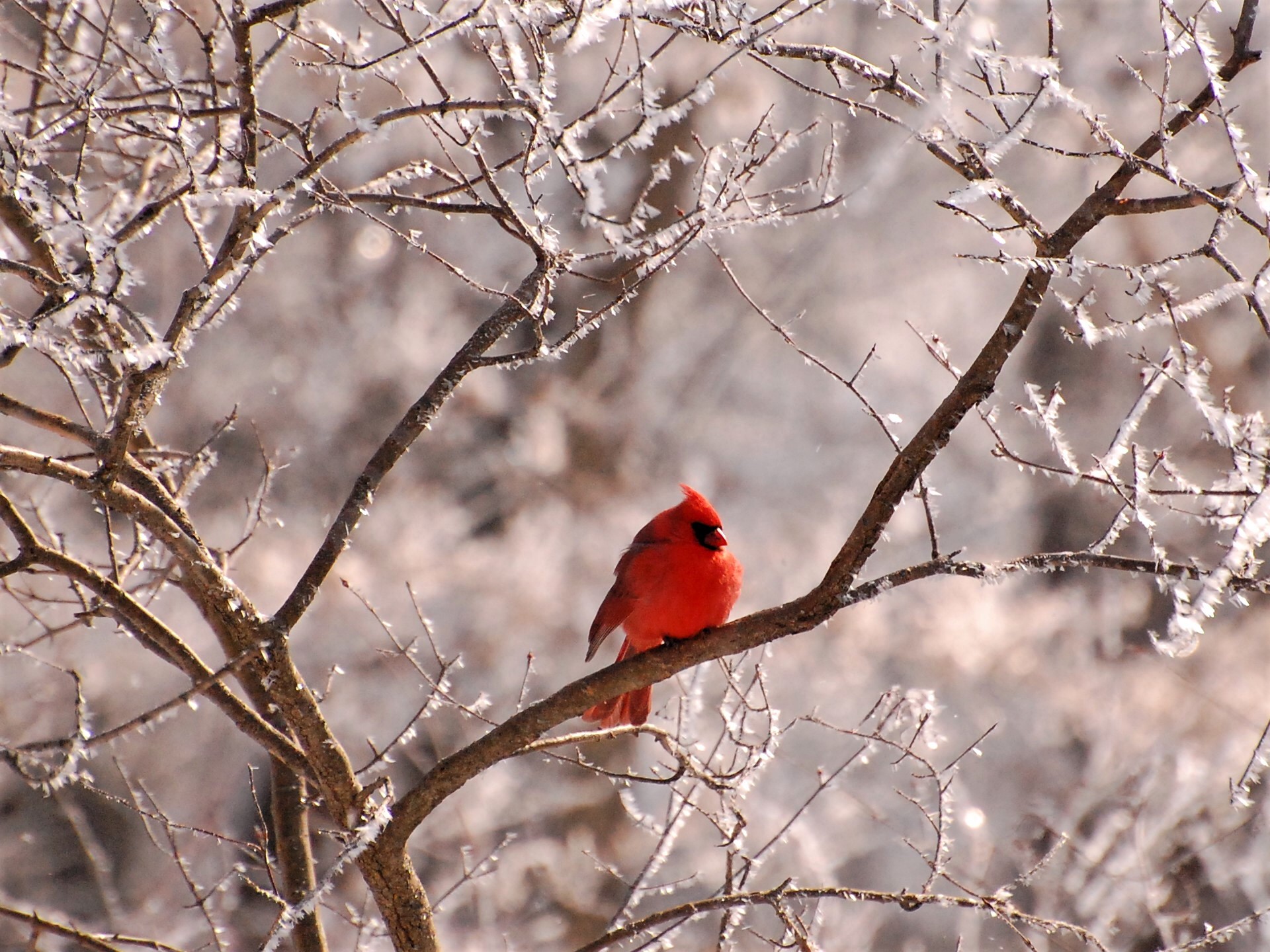 animal, northern cardinal, bird, branch, cardinal, ice, winter, birds