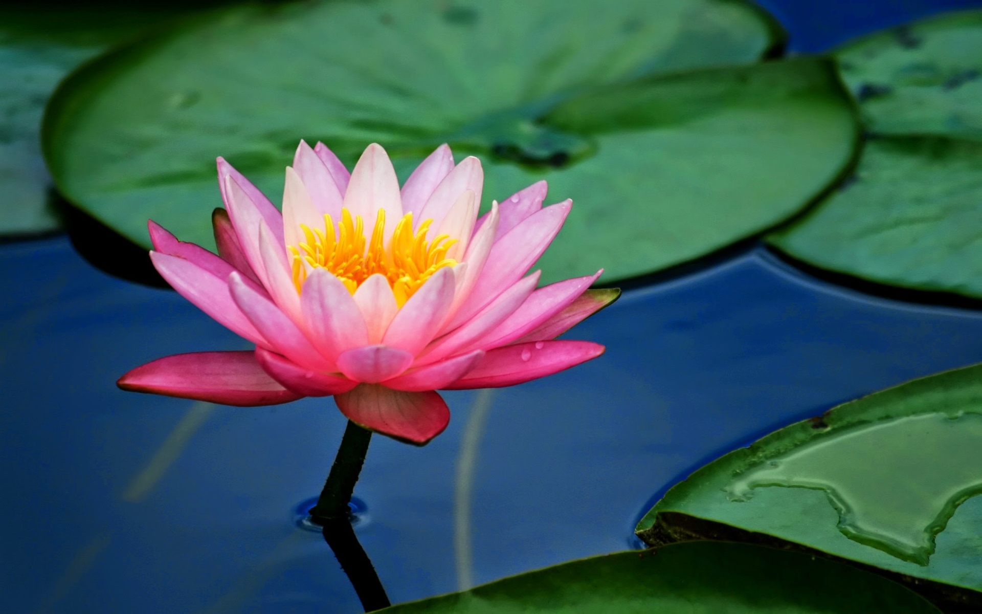 Download mobile wallpaper Flowers, Lotus, Flower, Earth, Pond, Water Lily, Pink Flower, Lily Pad for free.