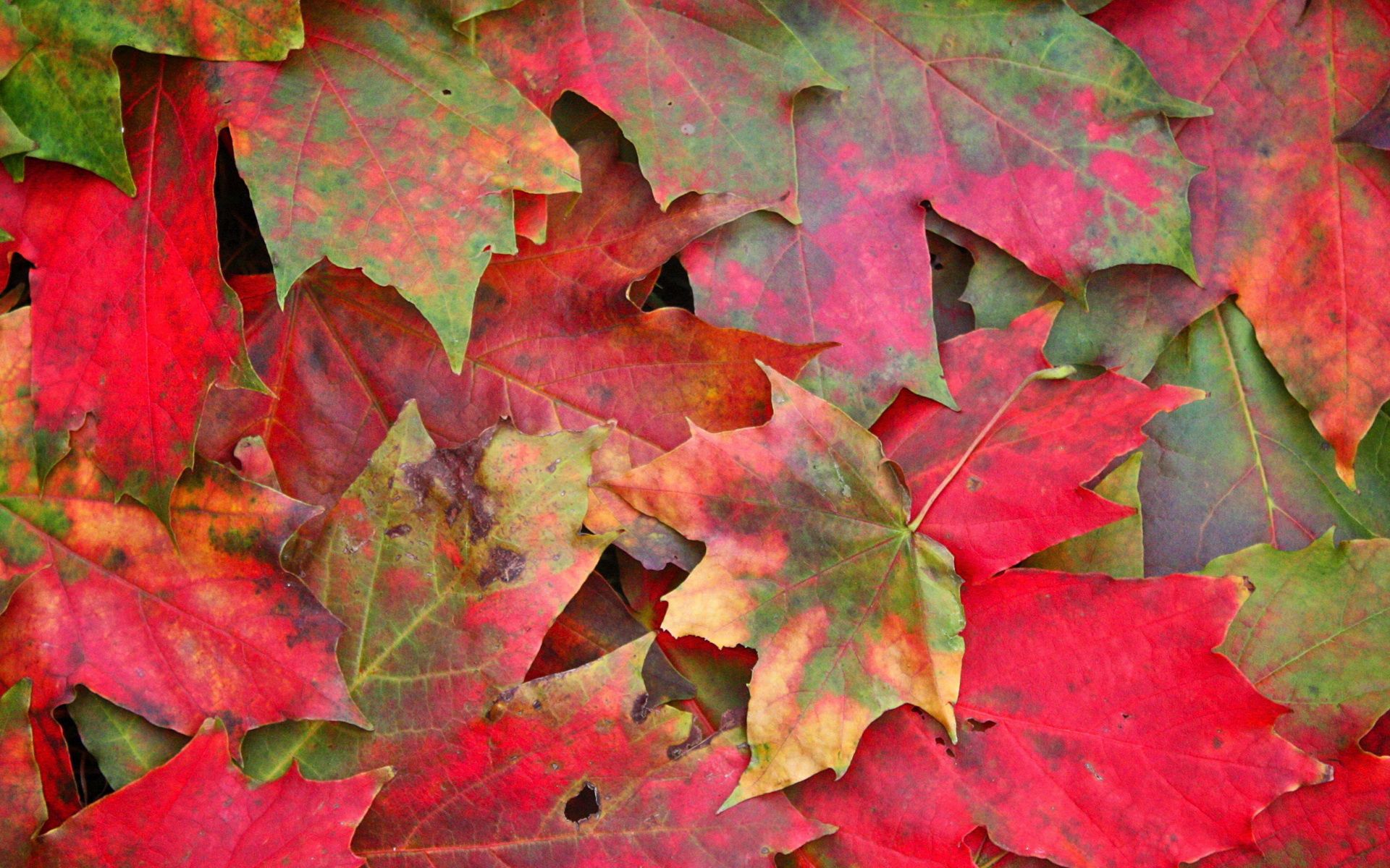 Download mobile wallpaper Spots, Nature, Stains, Macro, Leaves, Autumn for free.