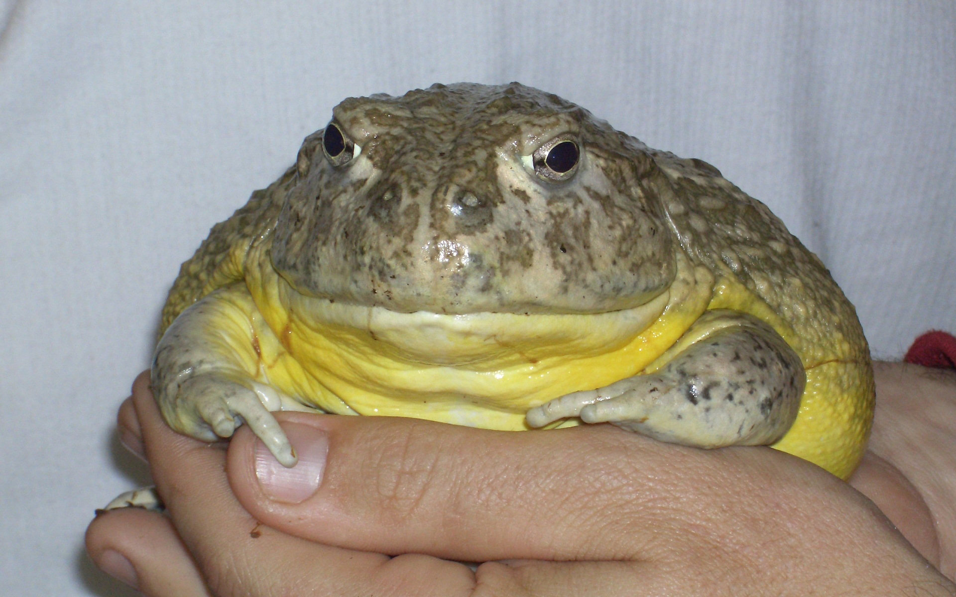 Download mobile wallpaper Animal, Frog for free.