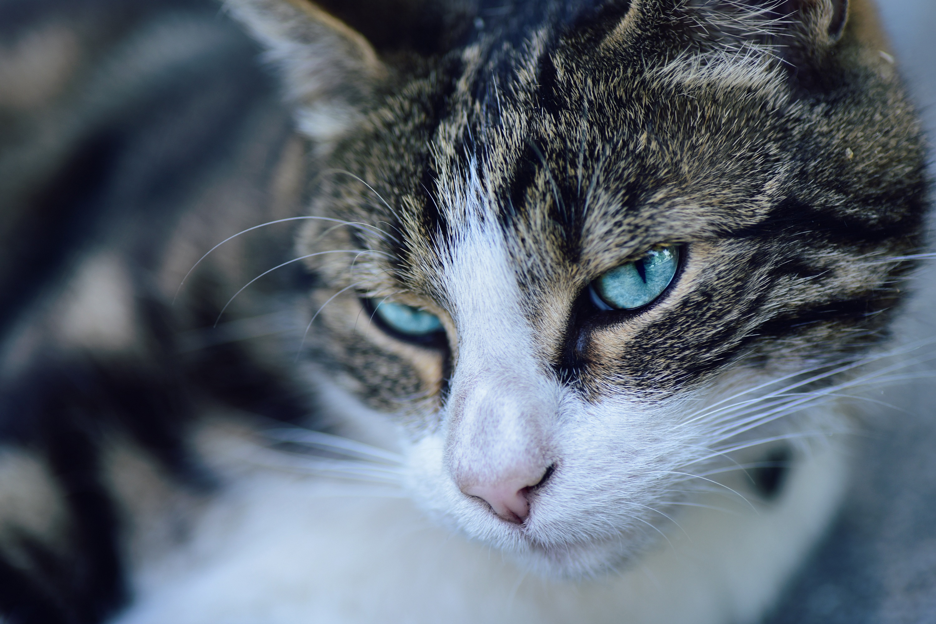 Download mobile wallpaper Cats, Cat, Close Up, Animal, Blue Eyes, Stare for free.