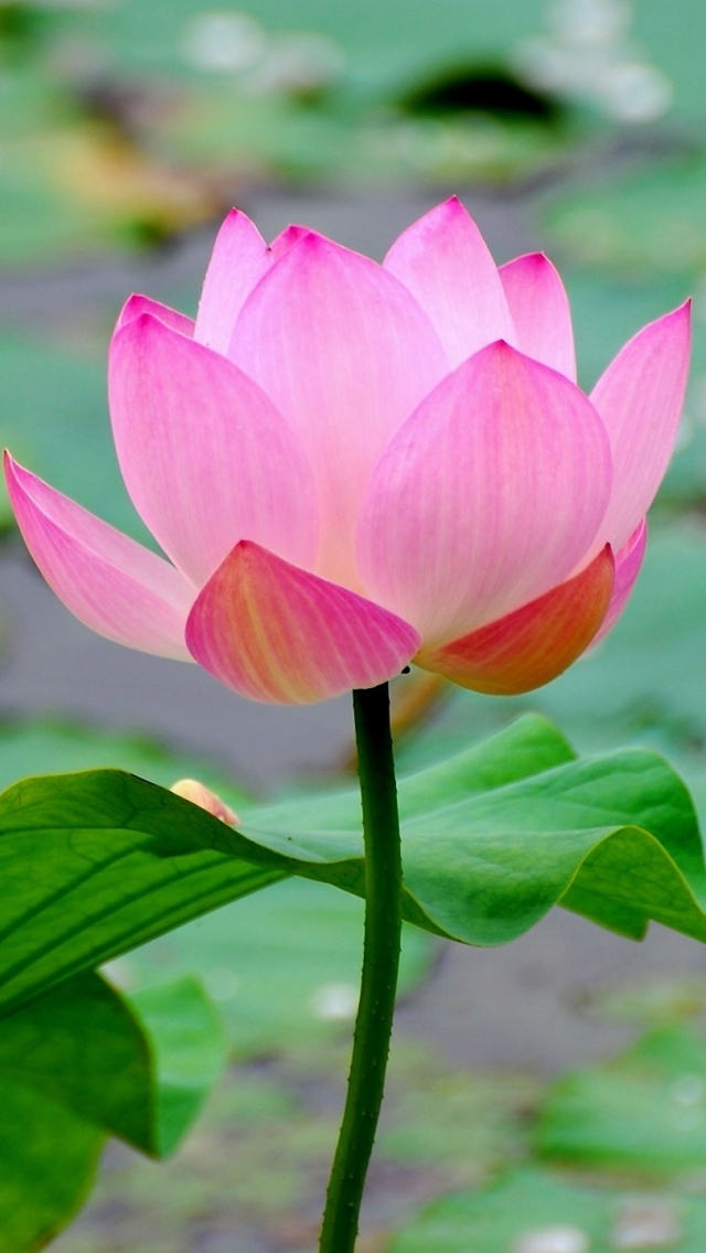 Download mobile wallpaper Flowers, Lotus, Flower, Earth, Pink Flower for free.