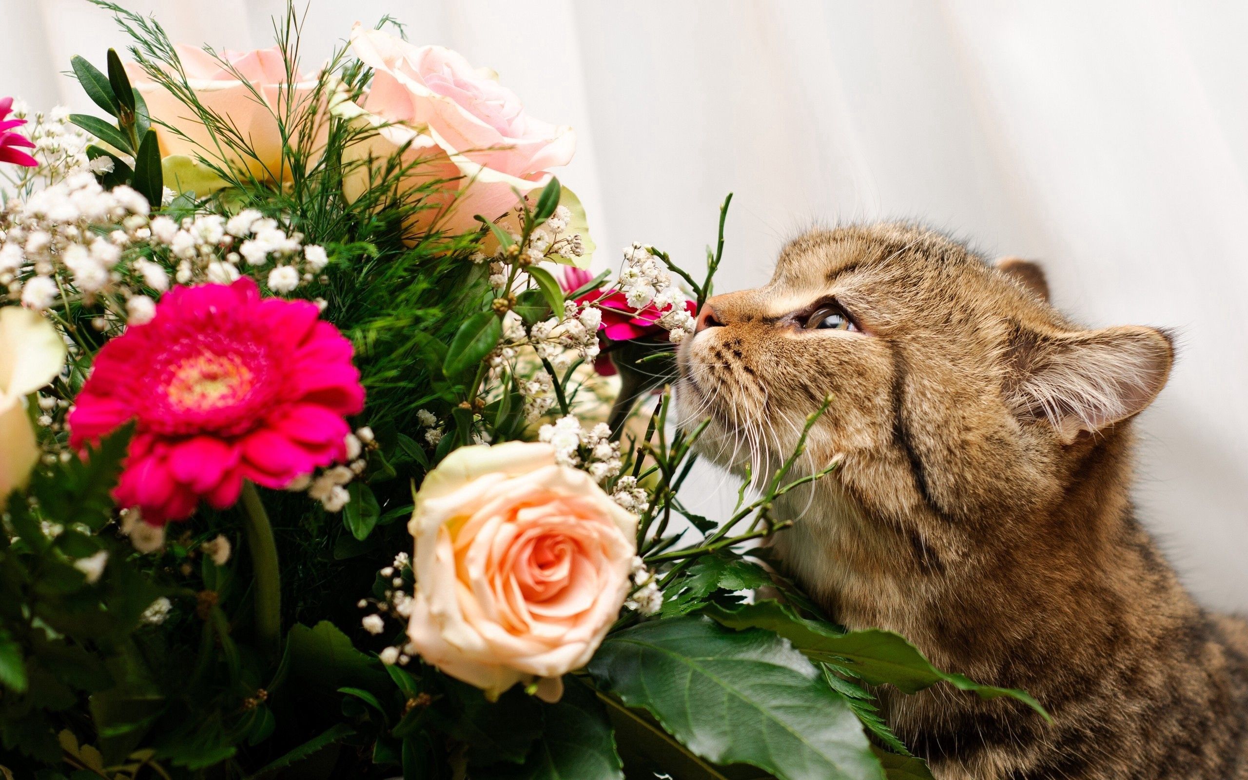 cat, animals, roses, muzzle, bouquet, to sniff, smell Desktop home screen Wallpaper