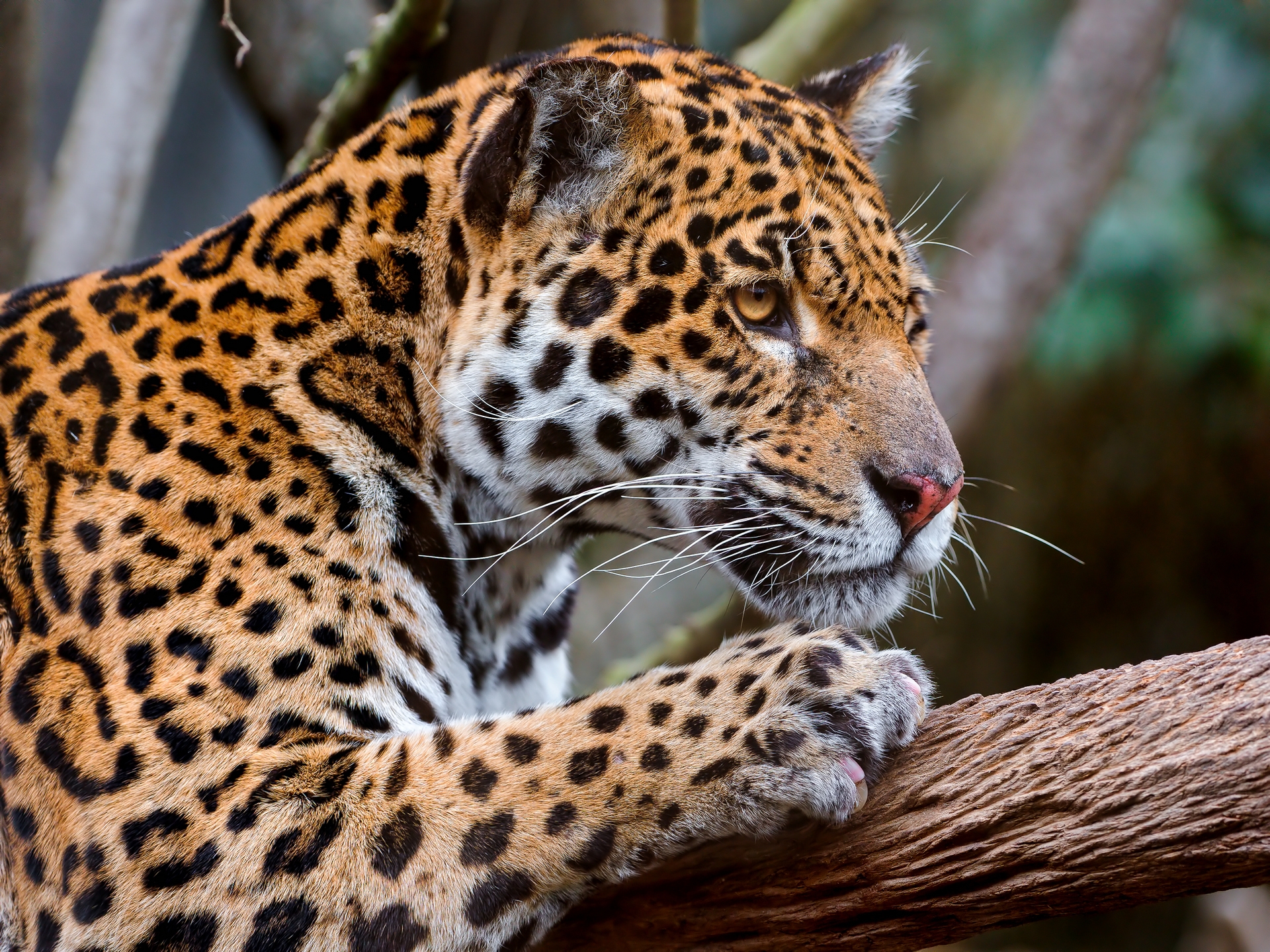 Download mobile wallpaper Muzzle, Spotty, Spotted, Sight, Animals, Predator, Opinion, Jaguar for free.