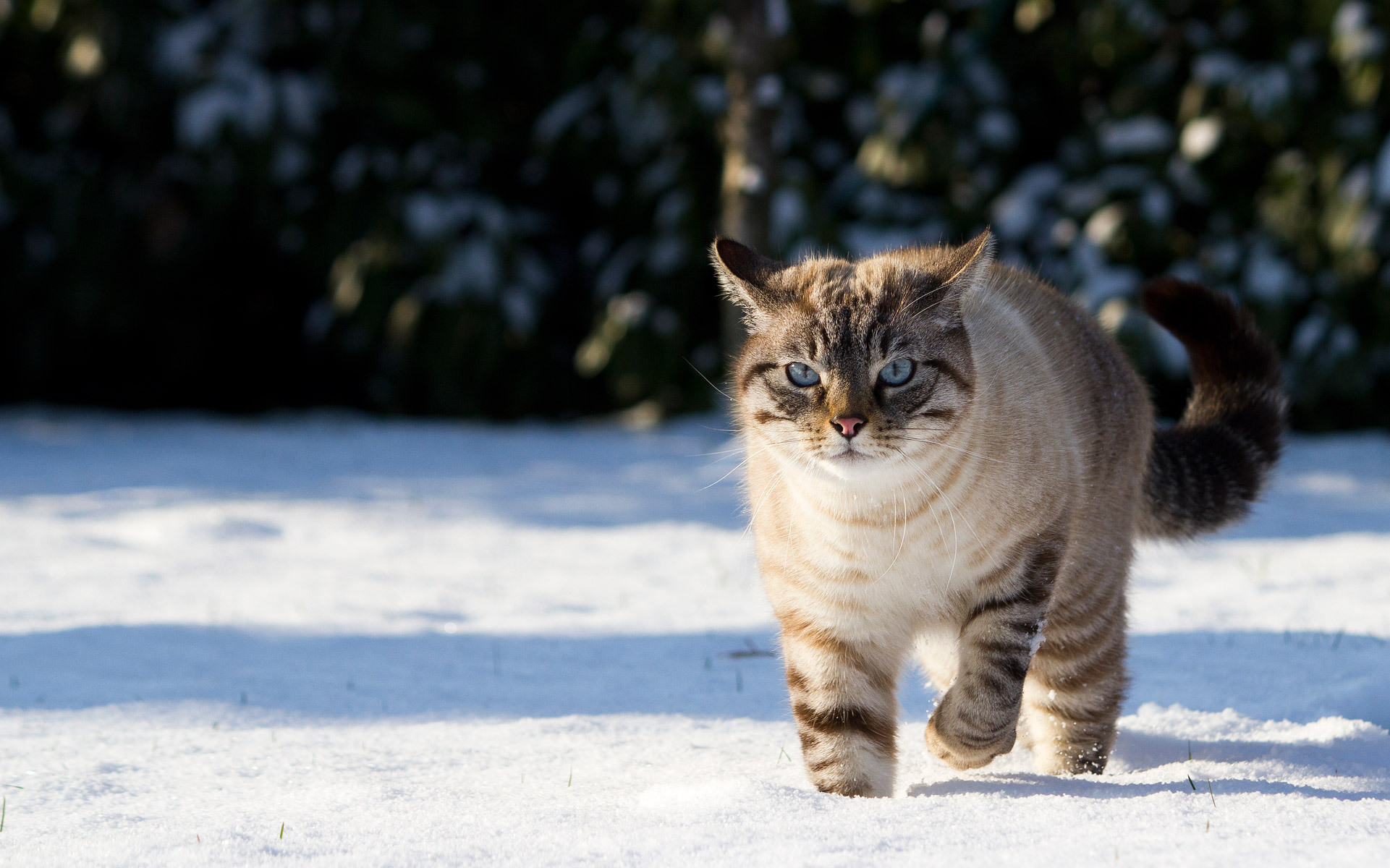 Скачати мобільні шпалери Кішка, Сніг, Коти, Тварина безкоштовно.
