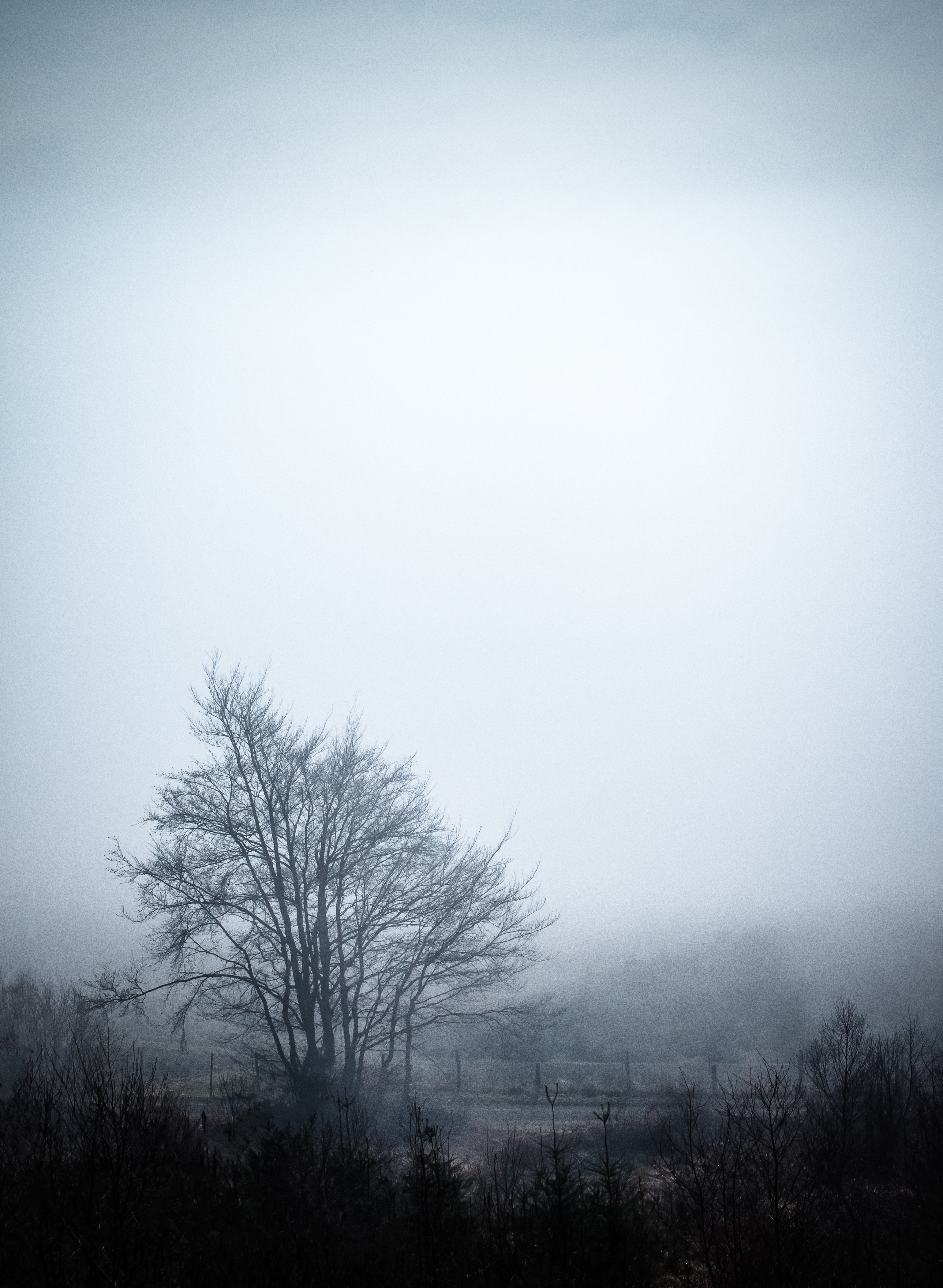 Handy-Wallpaper Baum, Nebel, Natur, Sky, Holz kostenlos herunterladen.