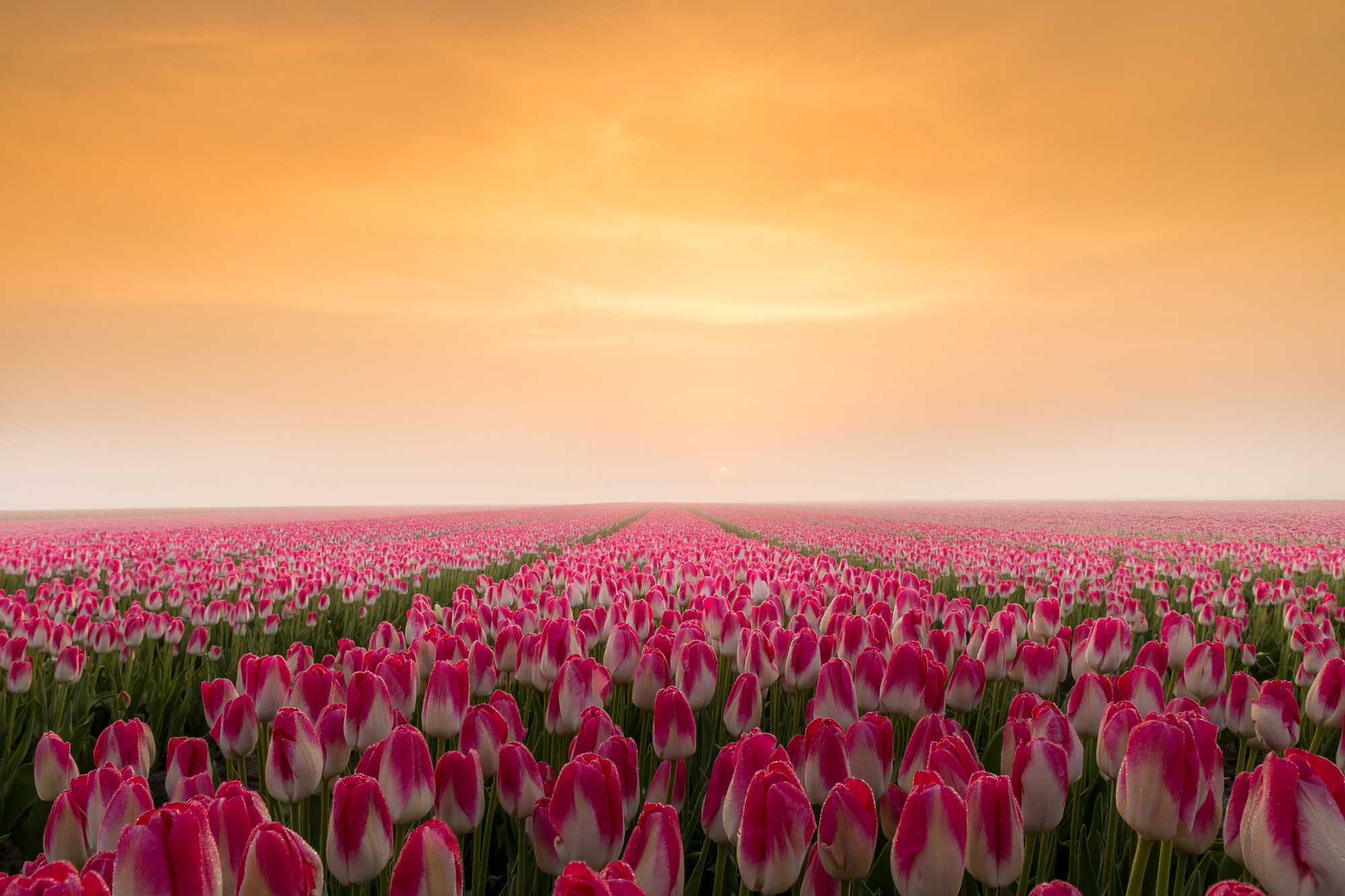 Download mobile wallpaper Flowers, Horizon, Sunrise, Earth, Field, Tulip, Pink Flower for free.