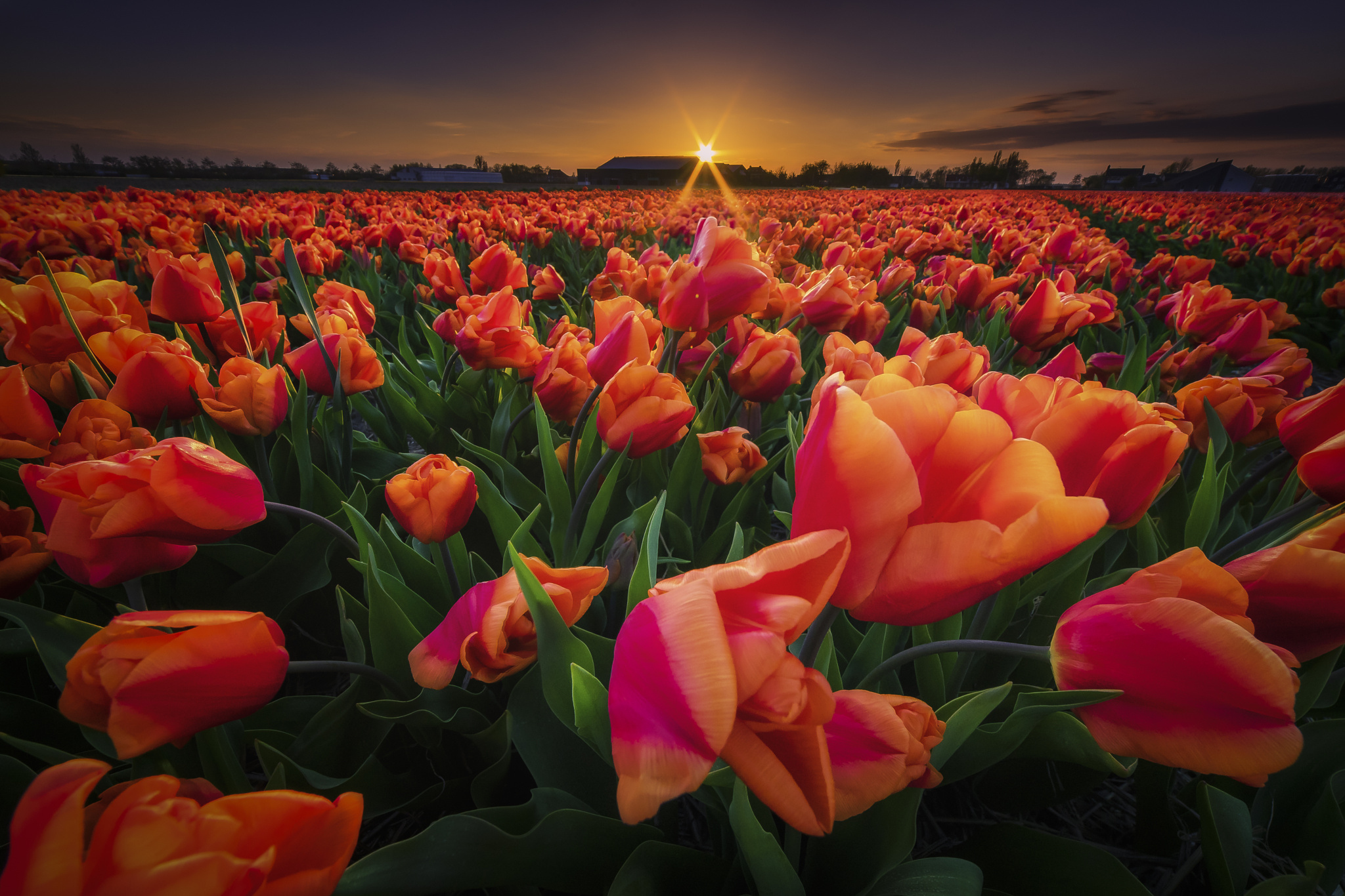 Free download wallpaper Flowers, Pink, Sunrise, Earth, Field, Tulip, Orange (Color) on your PC desktop