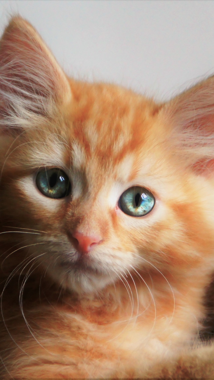 Download mobile wallpaper Cats, Cat, Kitten, Animal, Cute, Blue Eyes, Baby Animal for free.