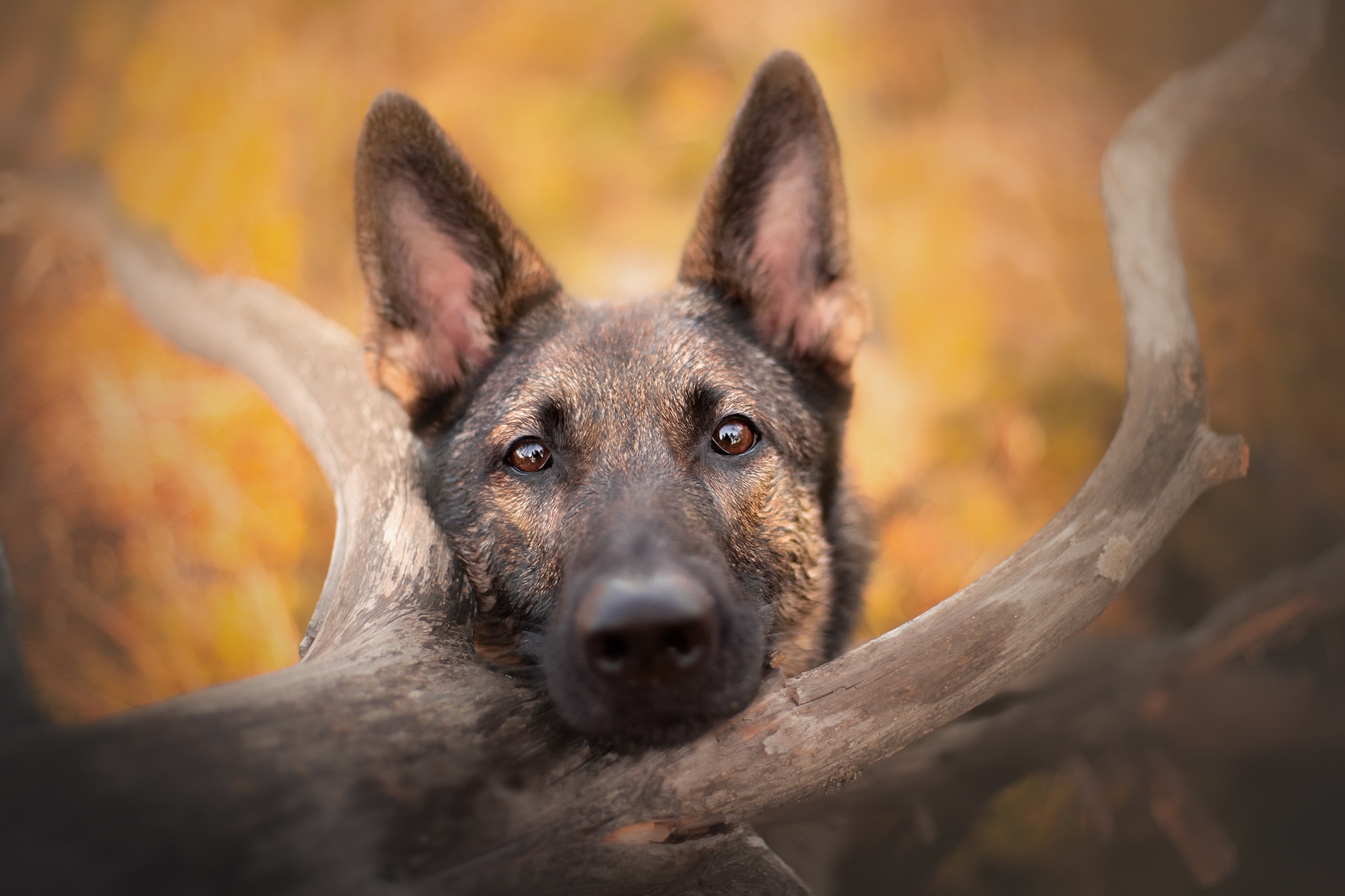 Download mobile wallpaper Dogs, Dog, Animal, German Shepherd, Stare for free.