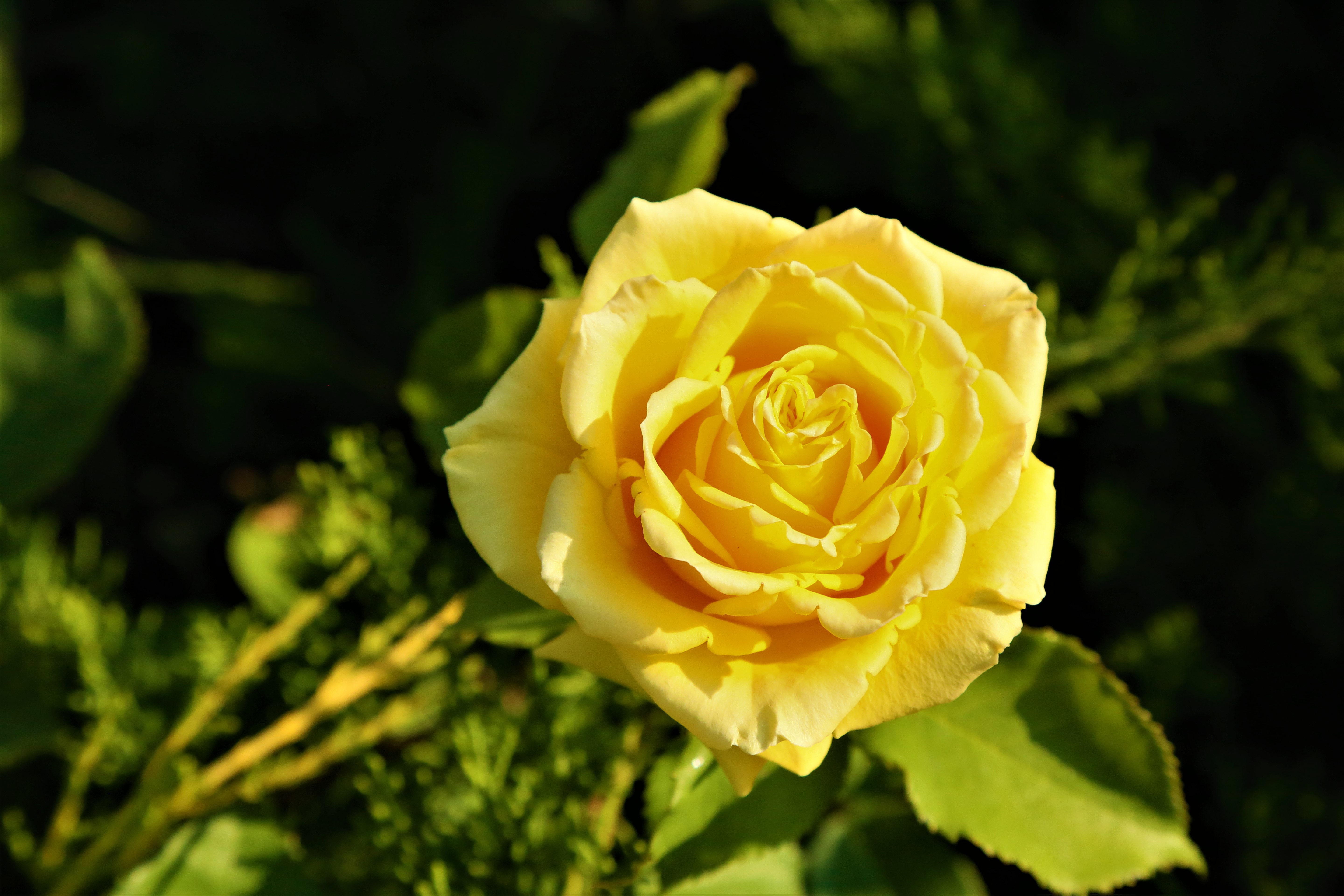 Скачати мобільні шпалери Квітка, Роза, Земля, Жовта Троянда, Жовта Квітка, Флауерзи безкоштовно.