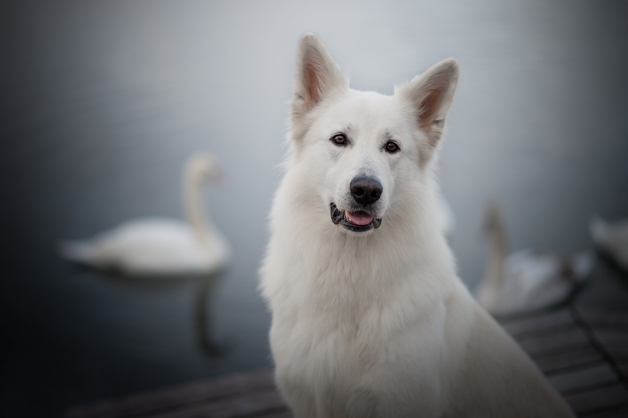 Laden Sie das Tiere, Hund, Berger Blanc Suisse-Bild kostenlos auf Ihren PC-Desktop herunter