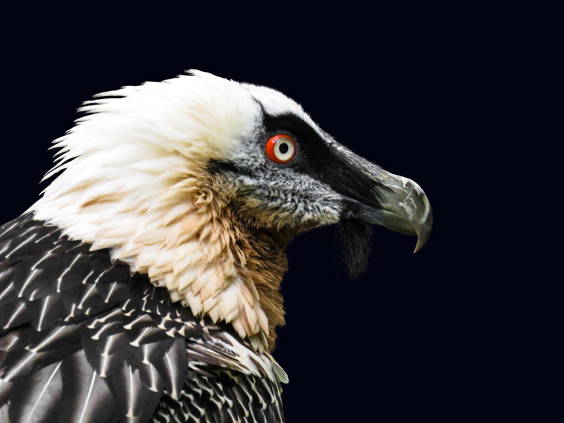 433309 baixar imagens animais, abutre, abutre barbudo, ave de rapina, pássaro, retrato, aves - papéis de parede e protetores de tela gratuitamente