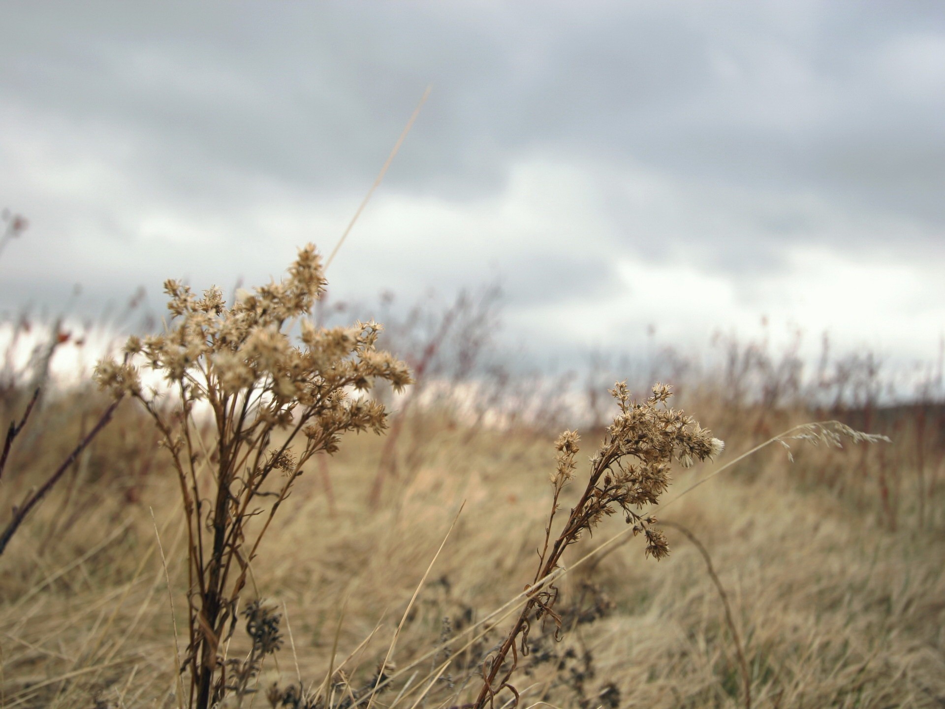 dry, autumn, nature, grass, clouds, withered, it's a sly, mainly cloudy, overcast, wind 1080p