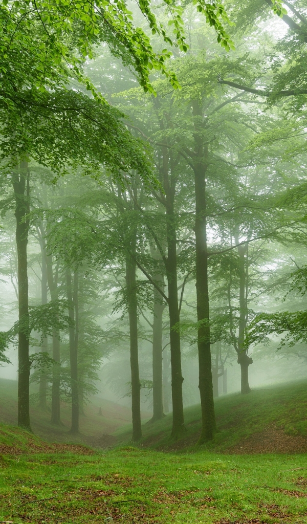 Download mobile wallpaper Nature, Forest, Fog, Earth for free.