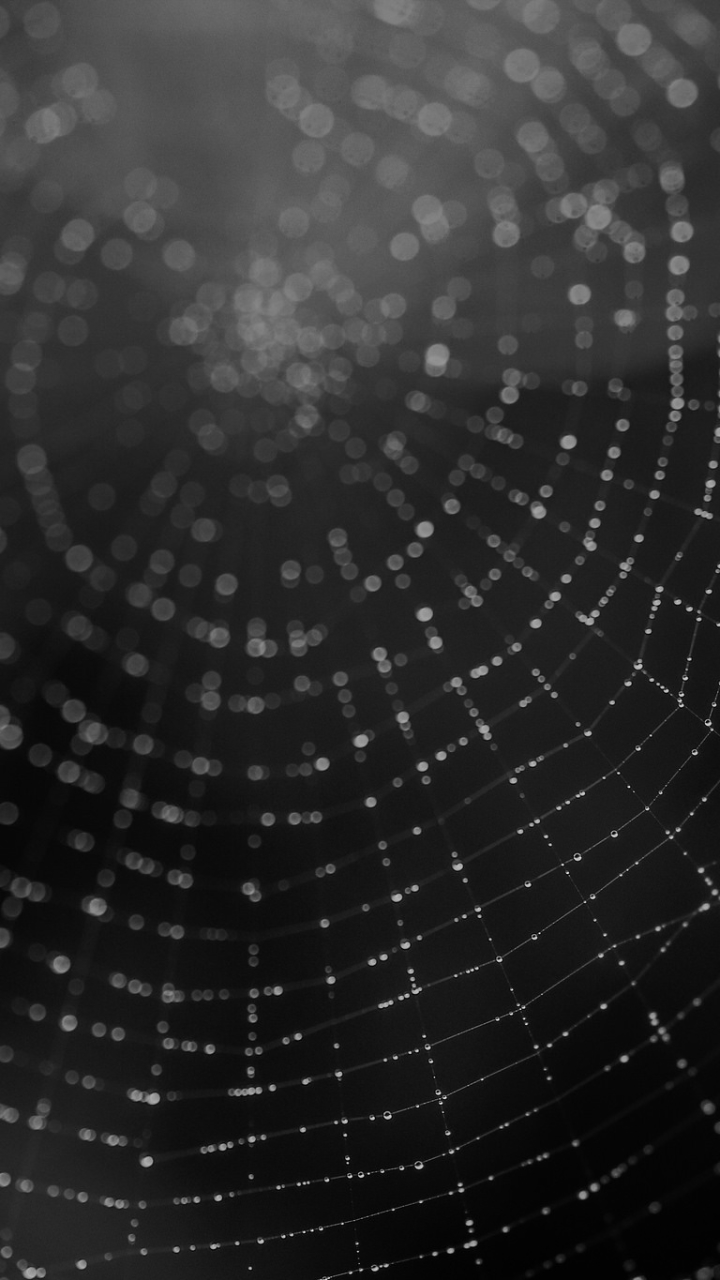 Download mobile wallpaper Macro, Photography, Black & White, Spider Web for free.