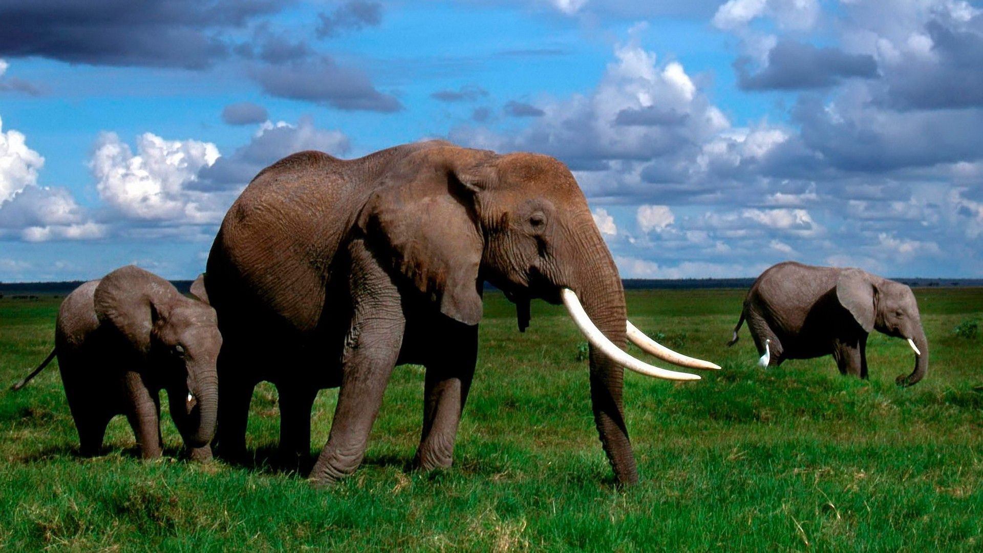 animals, grass, stroll, herd, elephant, tusks 1080p