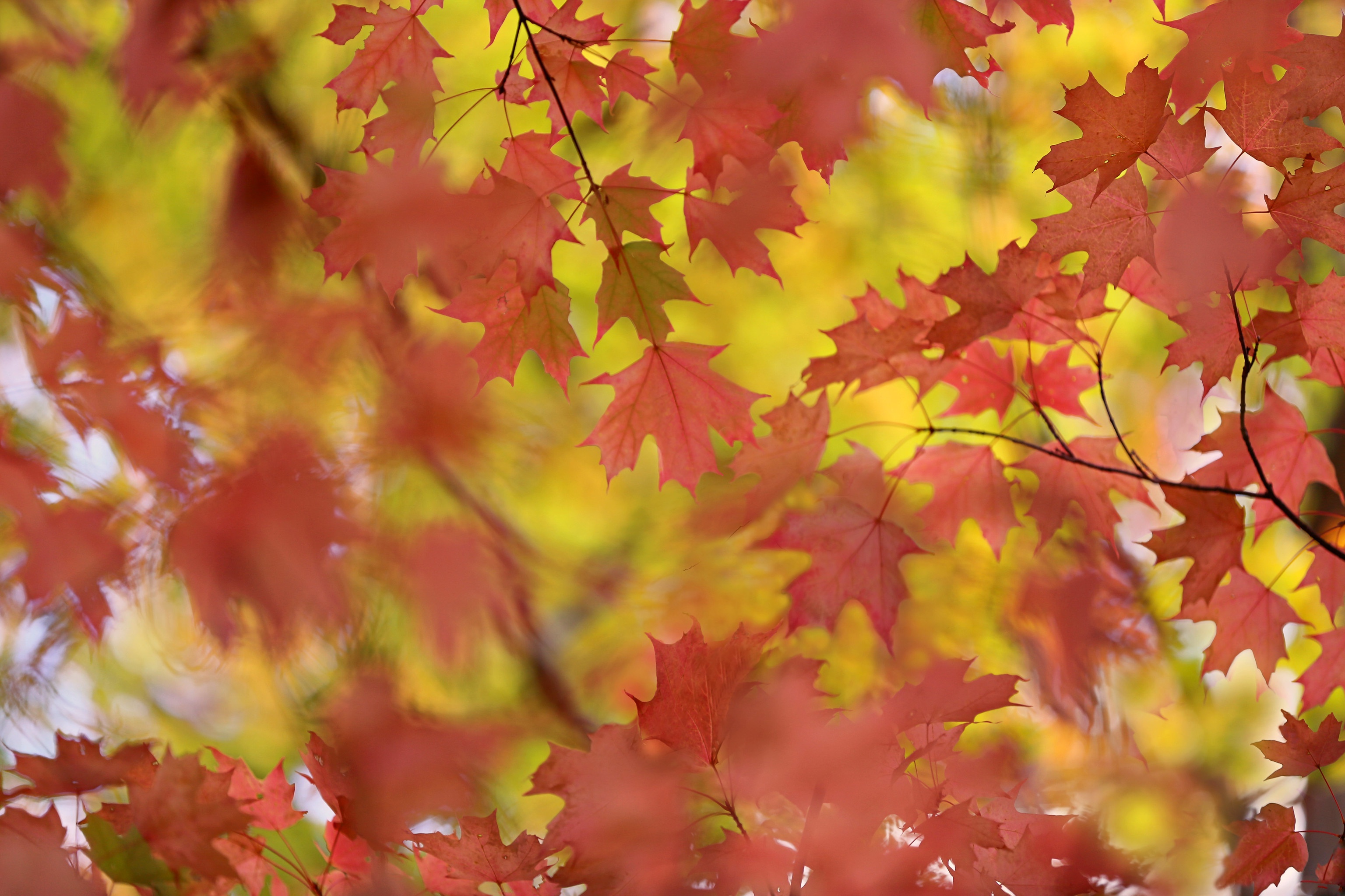Скачать картинку Осень, Лист, Размытие, Кленовый Лист, Земля/природа в телефон бесплатно.