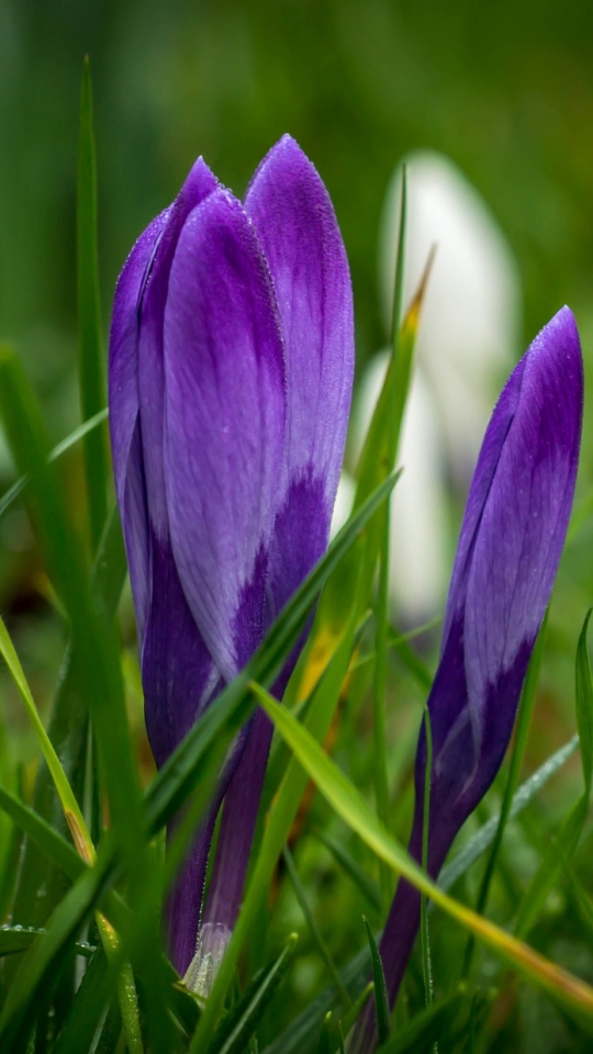 Download mobile wallpaper Flowers, Flower, Earth, Crocus, Purple Flower for free.