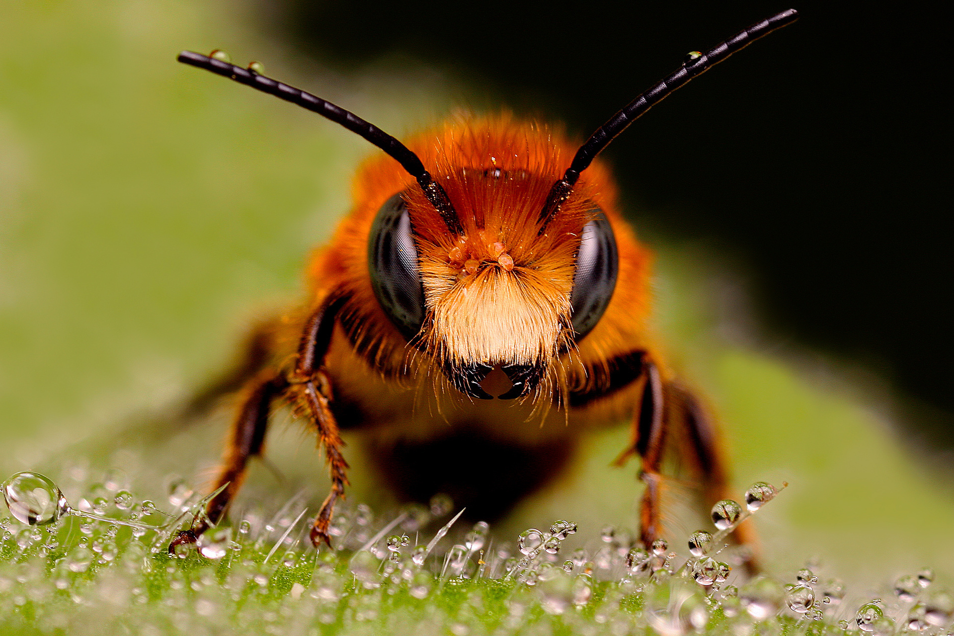 253607 descargar fondo de pantalla animales, abeja, insectos: protectores de pantalla e imágenes gratis