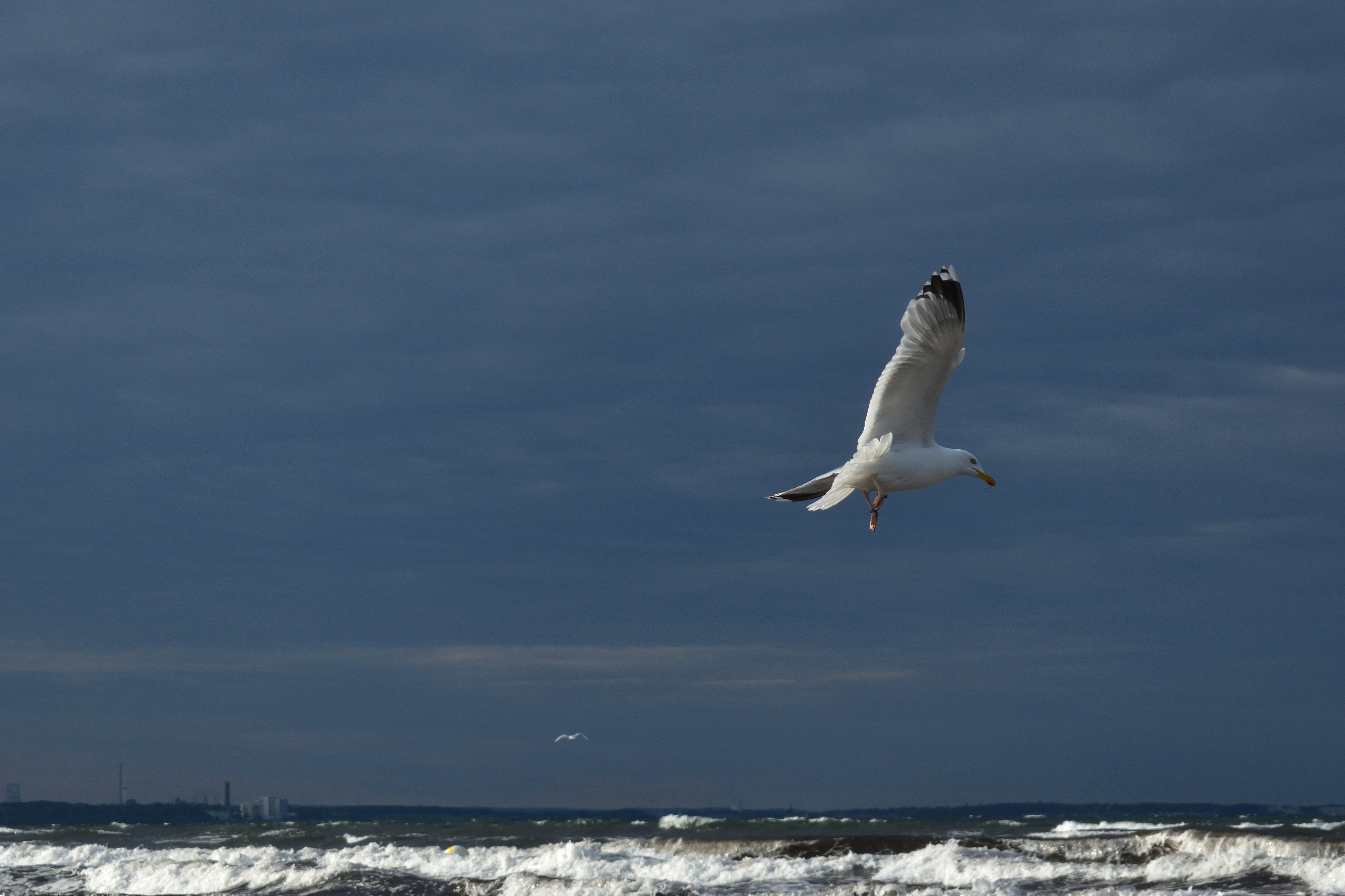 animals, waves, bird, flight, gull, seagull, wings