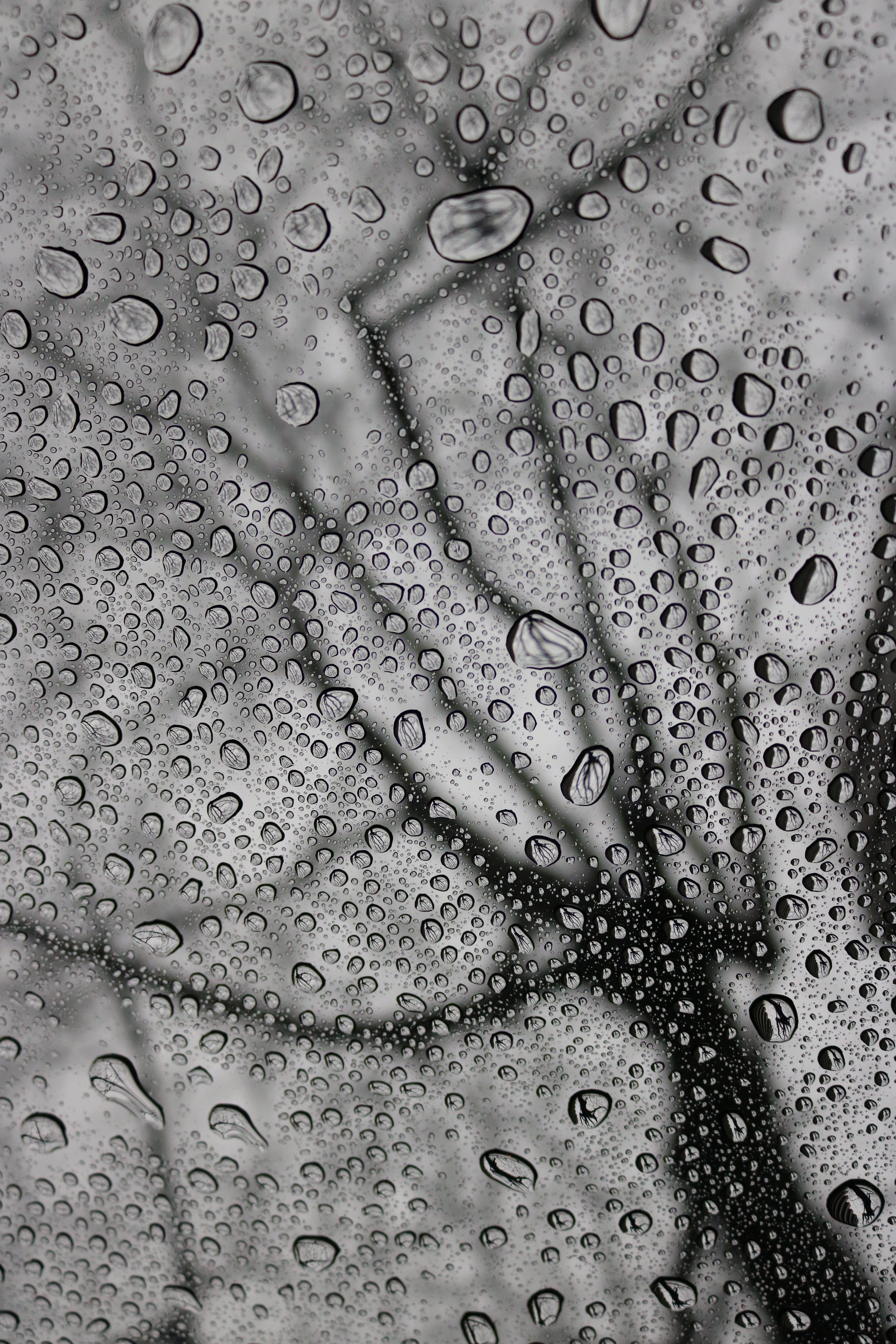 115544壁紙のダウンロード雨, 滴, 大きい, マクロ, 水分, 湿気, bw, chb-スクリーンセーバーと写真を無料で