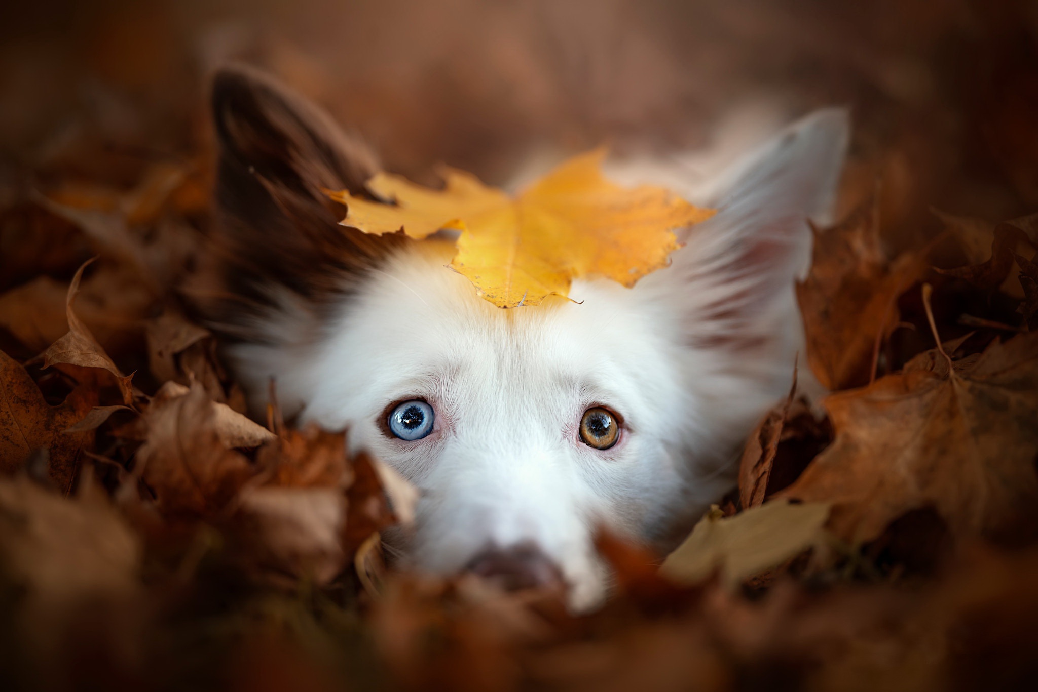 Handy-Wallpaper Tiere, Hunde, Herbst, Hund, Blatt, Starren kostenlos herunterladen.