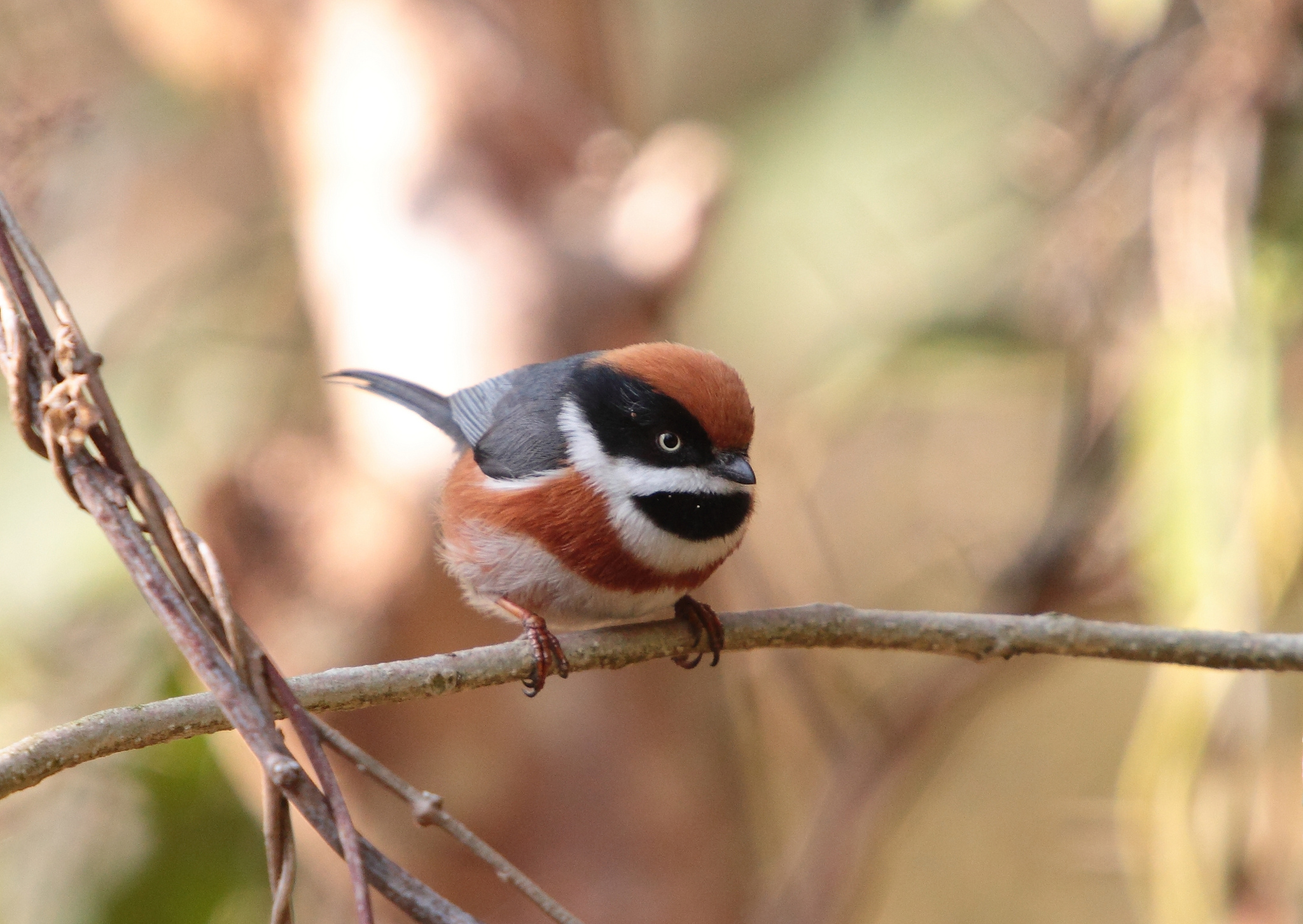 Téléchargez des papiers peints mobile Animaux, Oiseau, Mésange gratuitement.