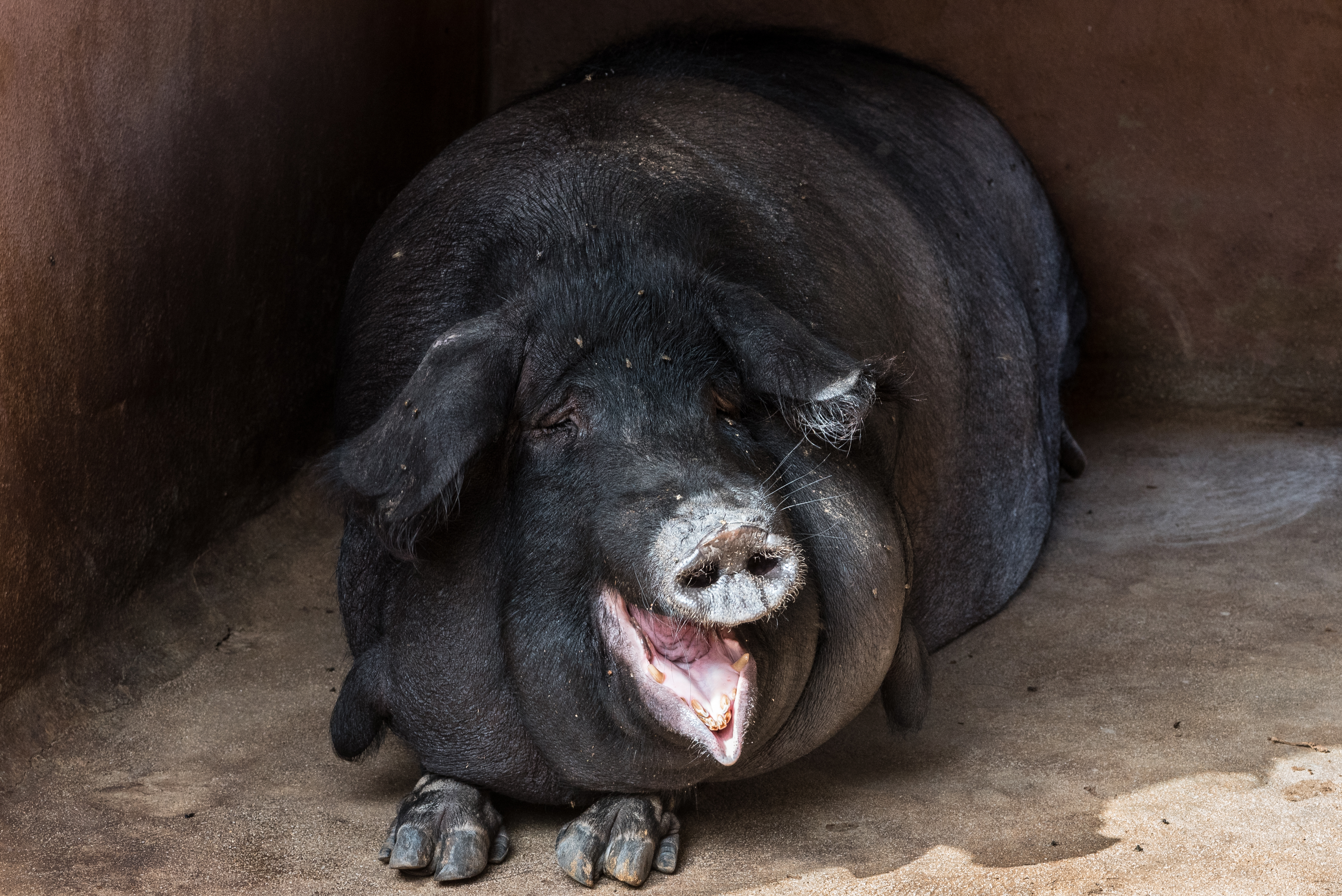 115825 скачать картинку свинья, прикольная, животные, морда, жирная - обои и заставки бесплатно