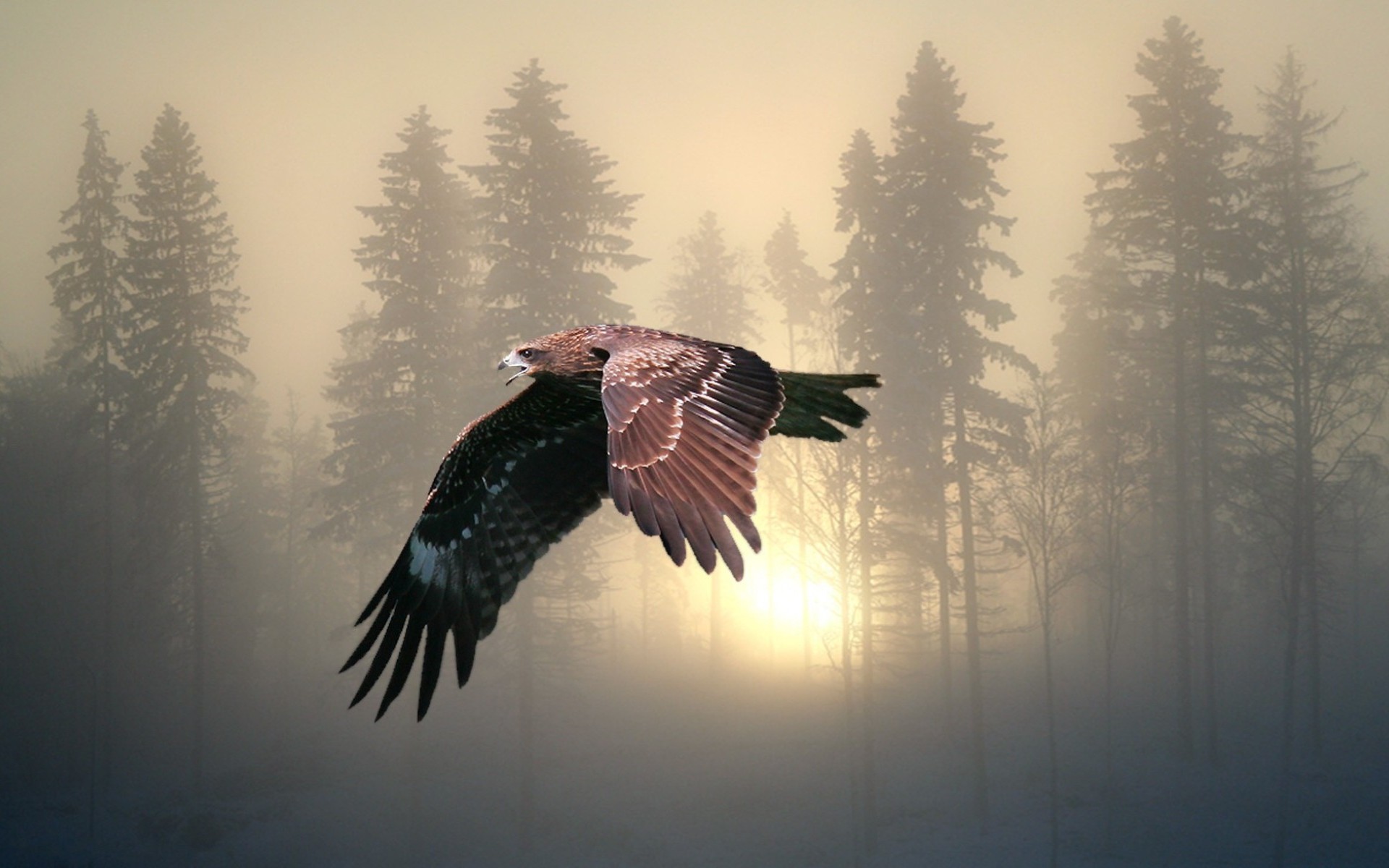 fog, eagle, animal, flight, forest, sunrise, sunset, birds
