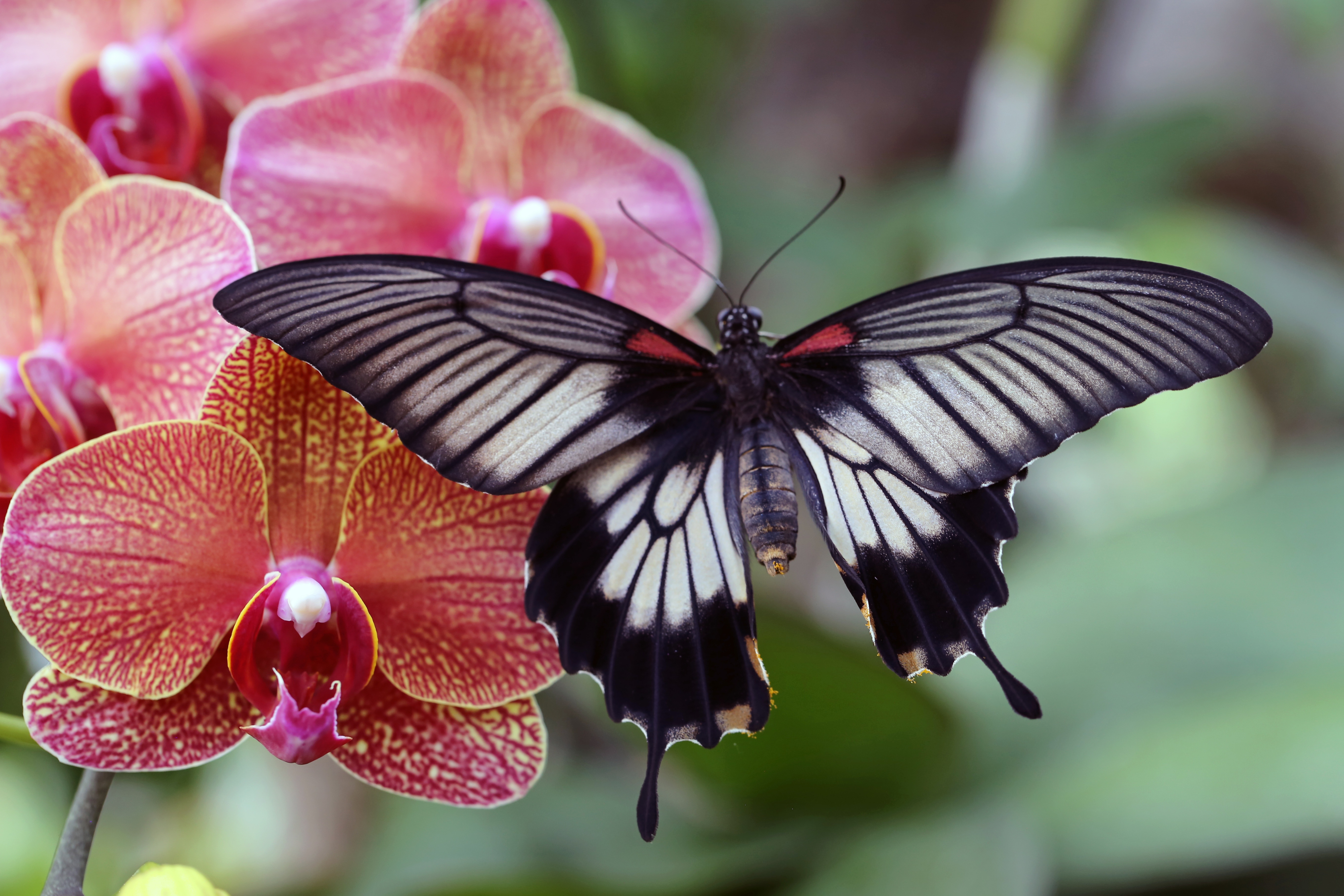 Скачать картинку Животные, Бабочка, Орхидея в телефон бесплатно.