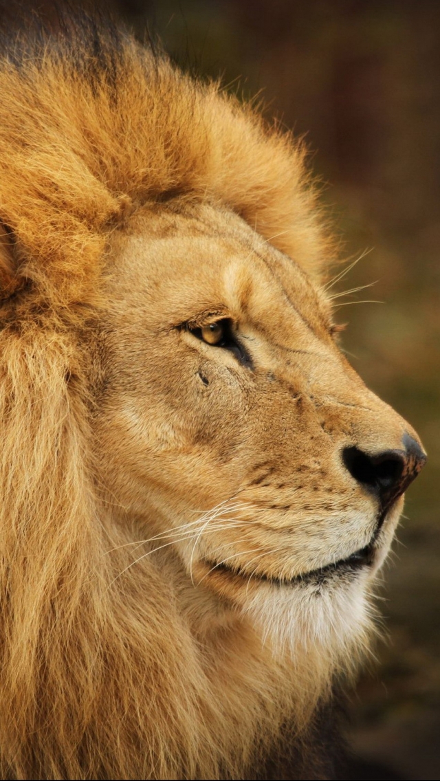 Téléchargez des papiers peints mobile Animaux, Chats, Lion gratuitement.