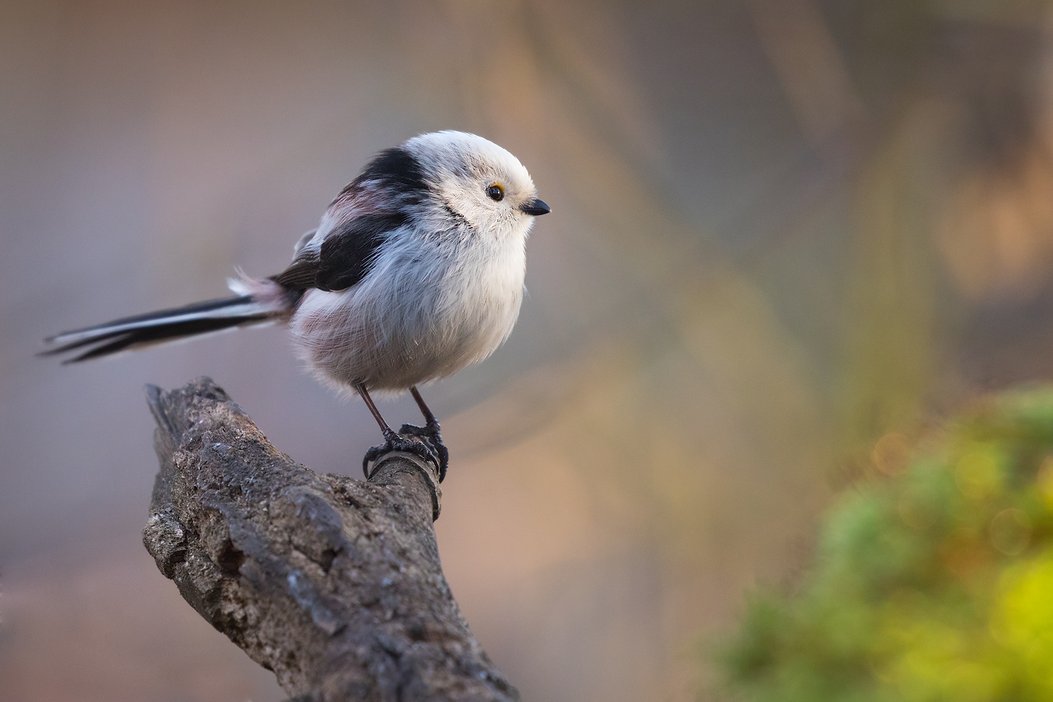 Descarga gratuita de fondo de pantalla para móvil de Animales, Aves, Ave, Herrerillo Bicolor.