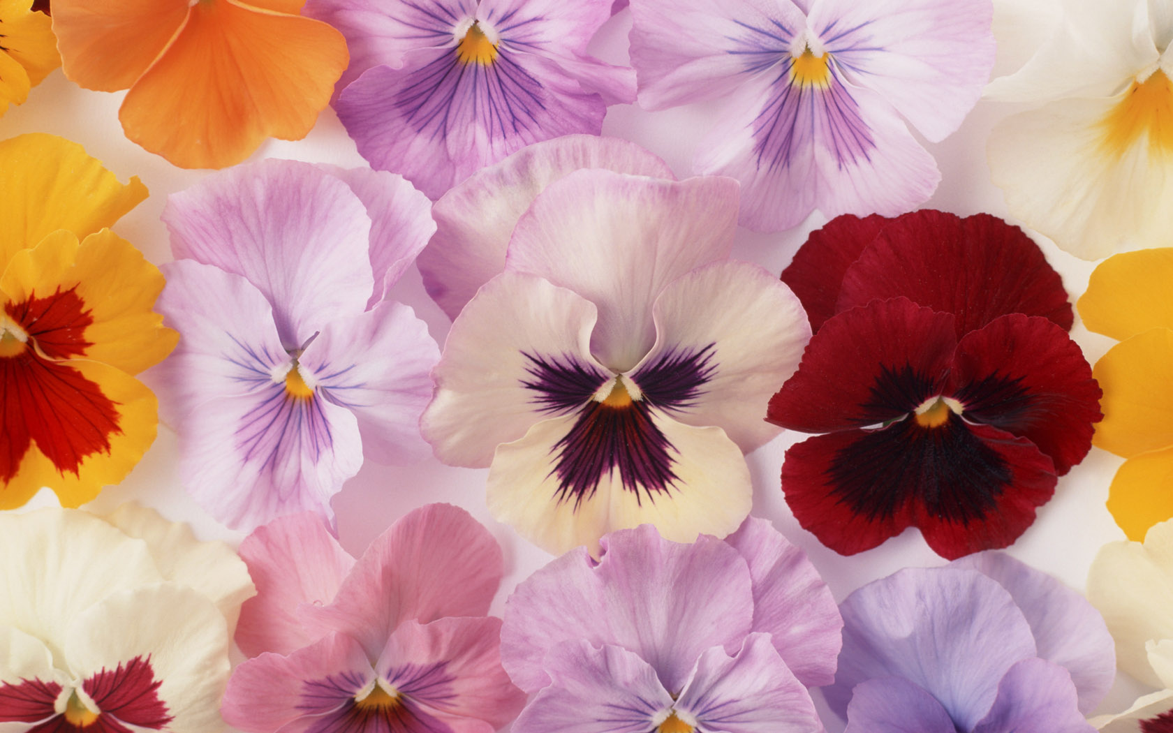 Handy-Wallpaper Blumen, Stiefmütterchen, Blume, Farben, Bunt, Erde/natur kostenlos herunterladen.