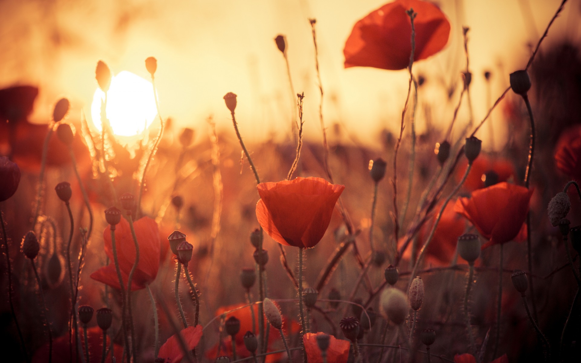 Download mobile wallpaper Earth, Poppy for free.