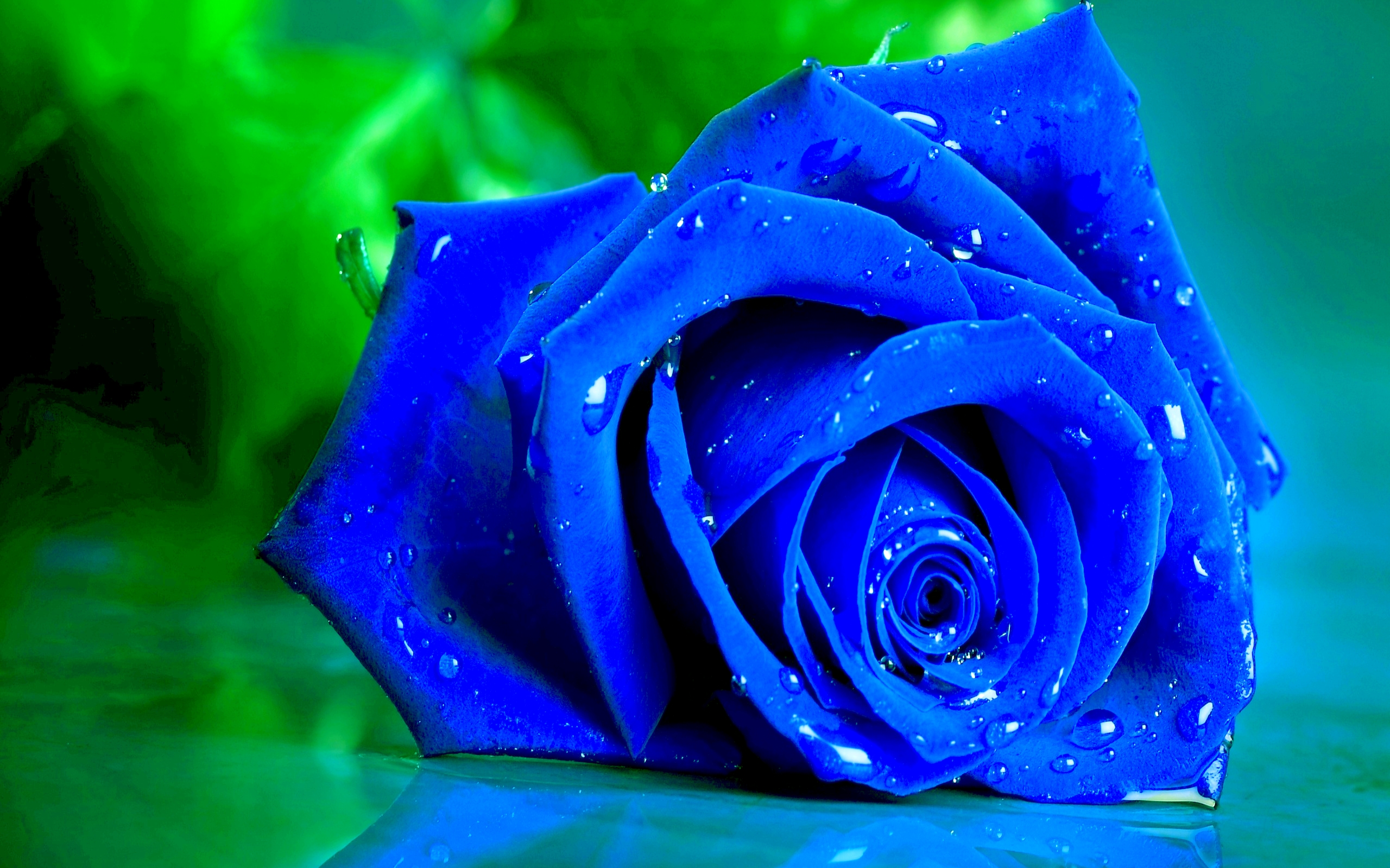 Download mobile wallpaper Flowers, Flower, Rose, Earth, Water Drop, Blue Flower for free.