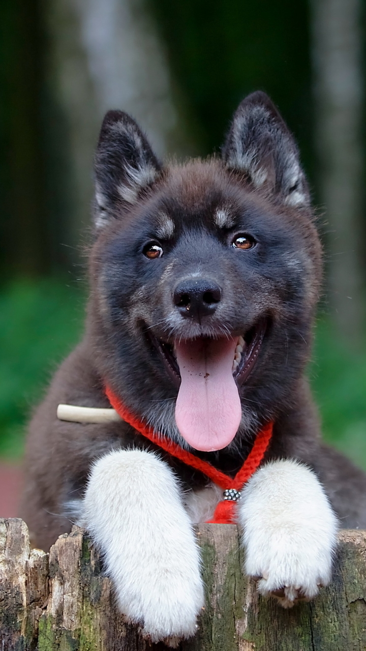 Baixar papel de parede para celular de Animais, Cães, Filhote gratuito.