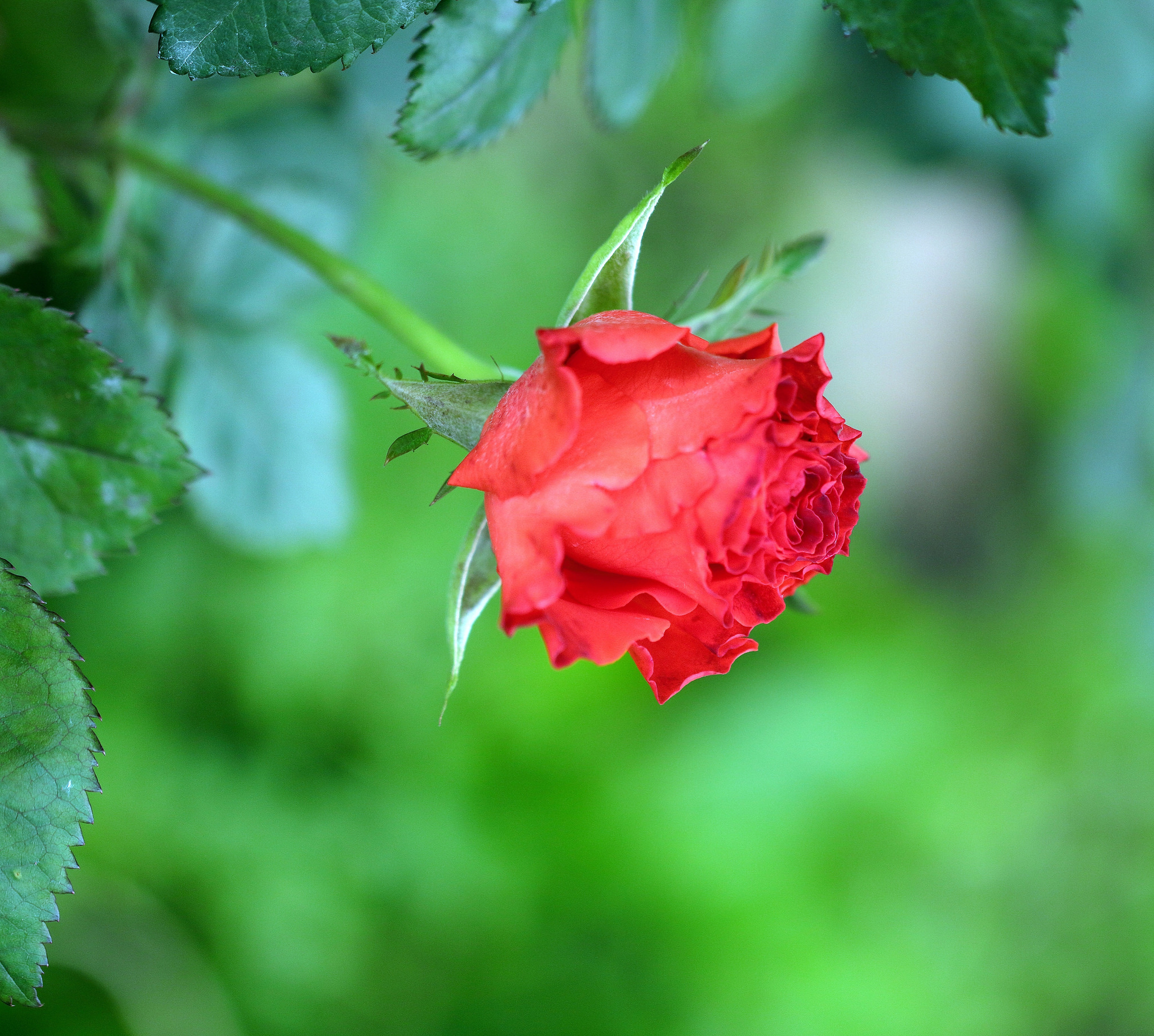 Скачать картинку Цветок, Роза, Бутон, Красная Роза, Красный Цветок, Земля/природа, Флауэрсы в телефон бесплатно.