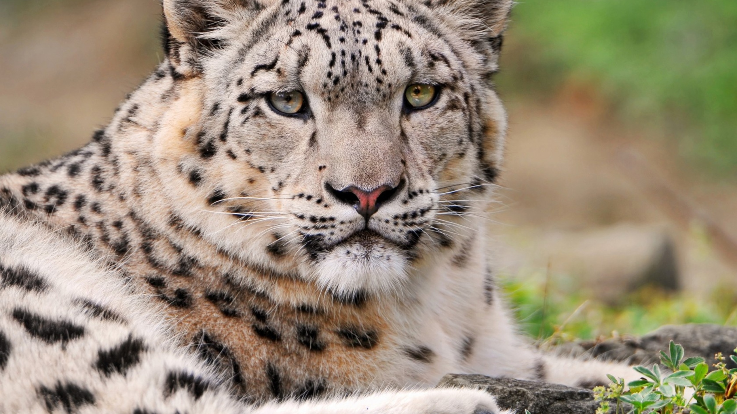 Завантажити шпалери безкоштовно Тварина, Коти, Сніговий Леопард картинка на робочий стіл ПК